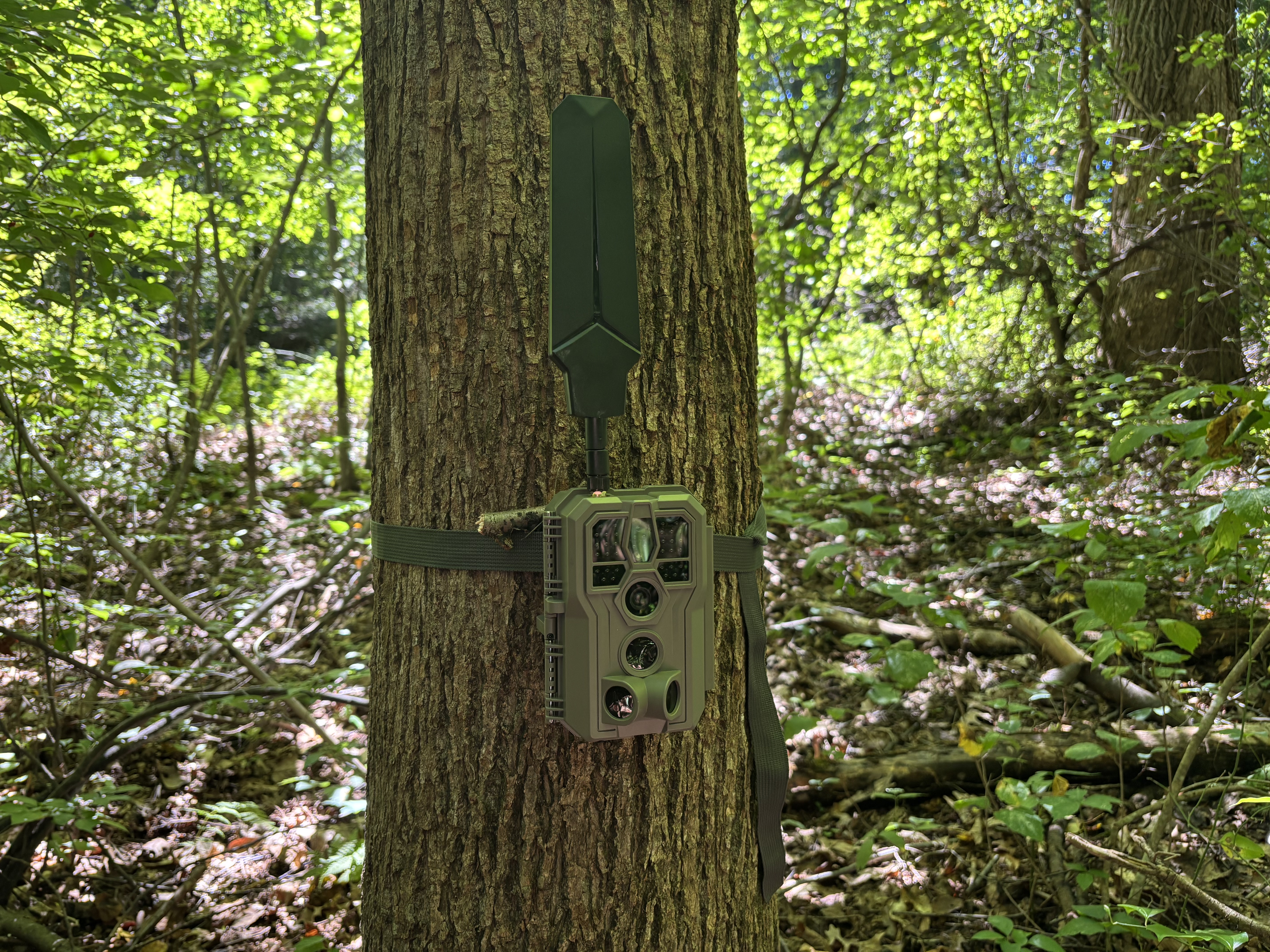 GardePro X66 cellular trail camera strapped to a tree at a creek crossing on leased hunting ground