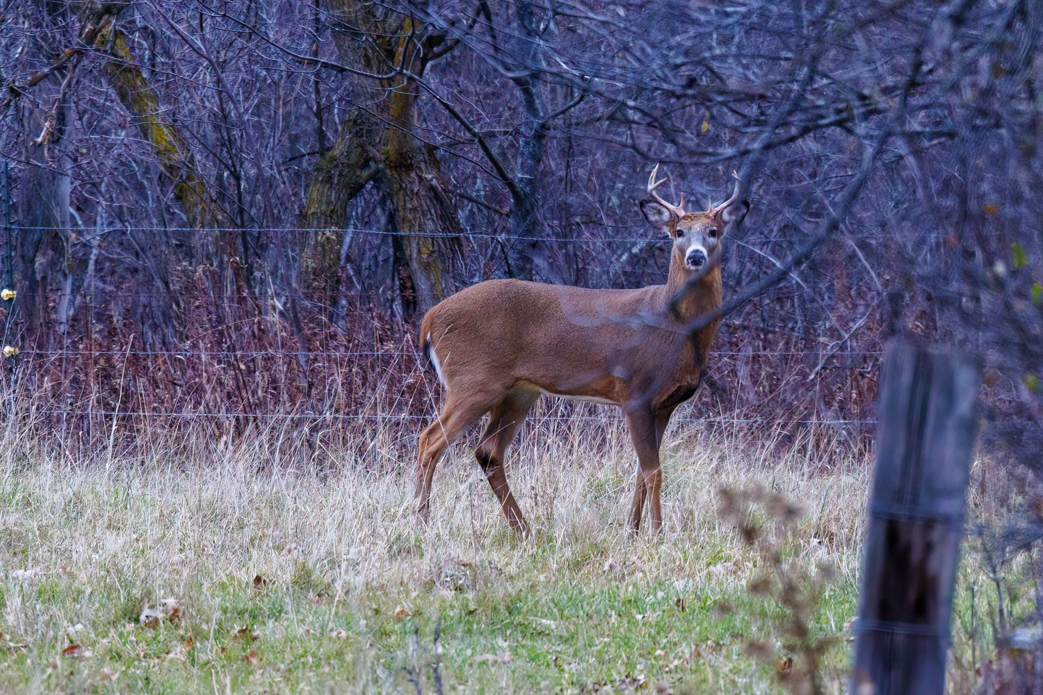 Reading Deer Sign: How to Decode Rubs, Scrapes & Trails on Your New Hunting Lease (2026)