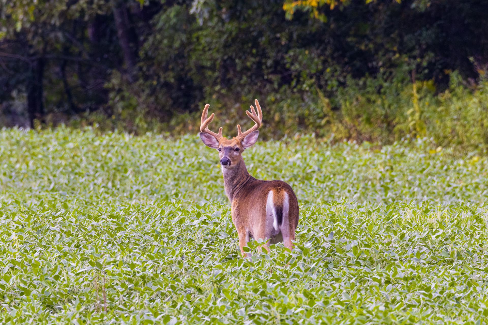 Alabama hunting lease whitetail buck in a Black Belt soybean field — 2026 lease pricing guide