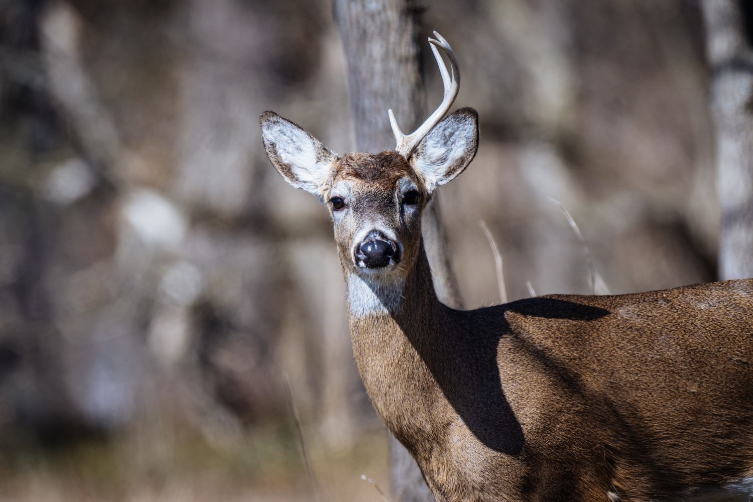 Best Hunting Backpacks & Packs for 2026: A Lease Hunter's Buyer's Guide (Day Packs to Meat Haulers)