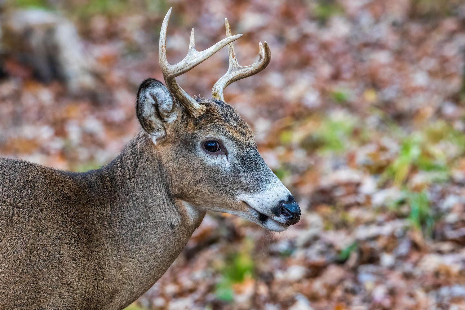 Best Binocular Harnesses & Bino Chest Packs for 2026: A Lease Hunter's Buyer's Guide