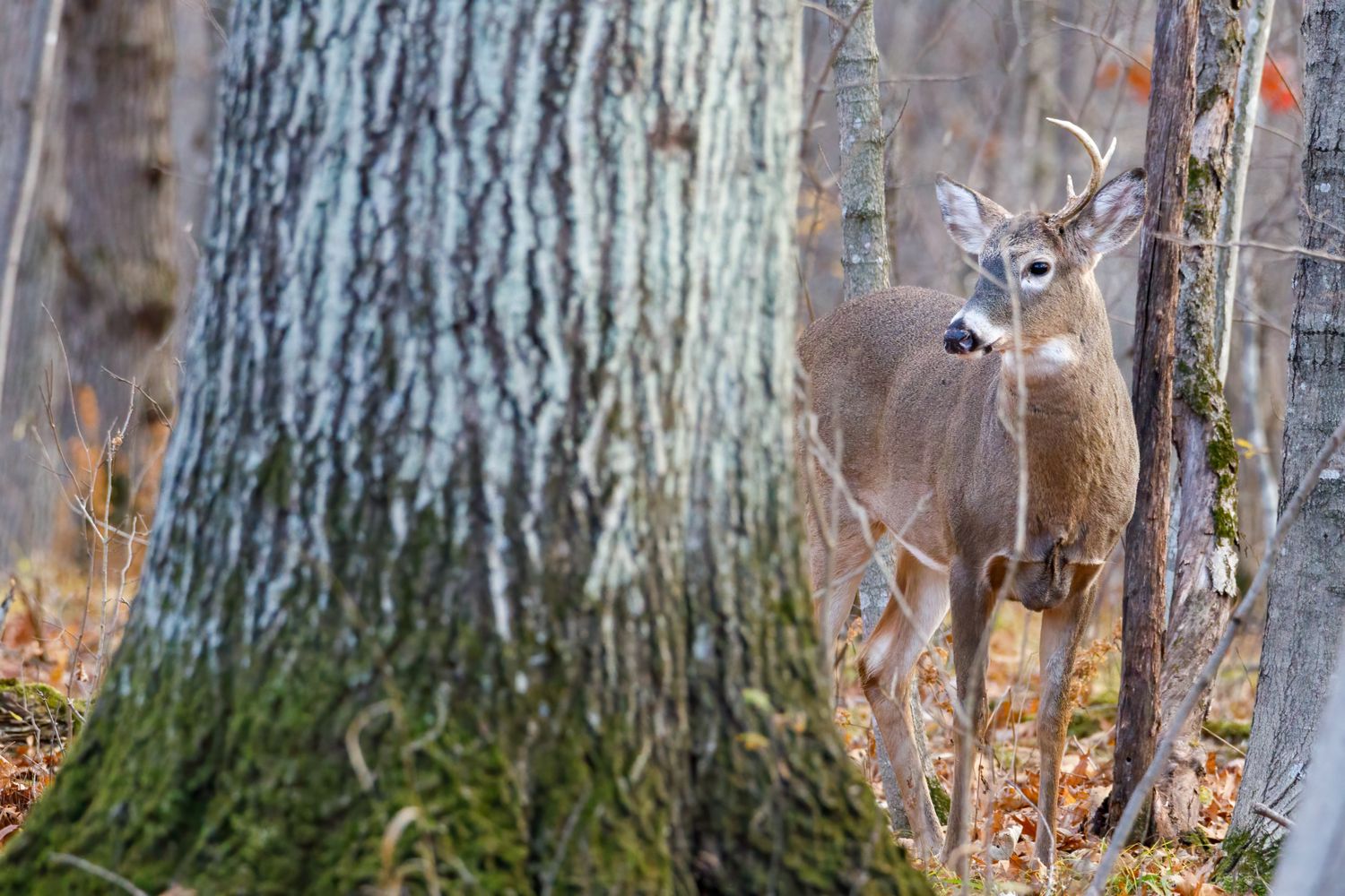 Best Broadheads for 2026: Fixed vs. Mechanical — A Lease Hunter's Buyer's Guide