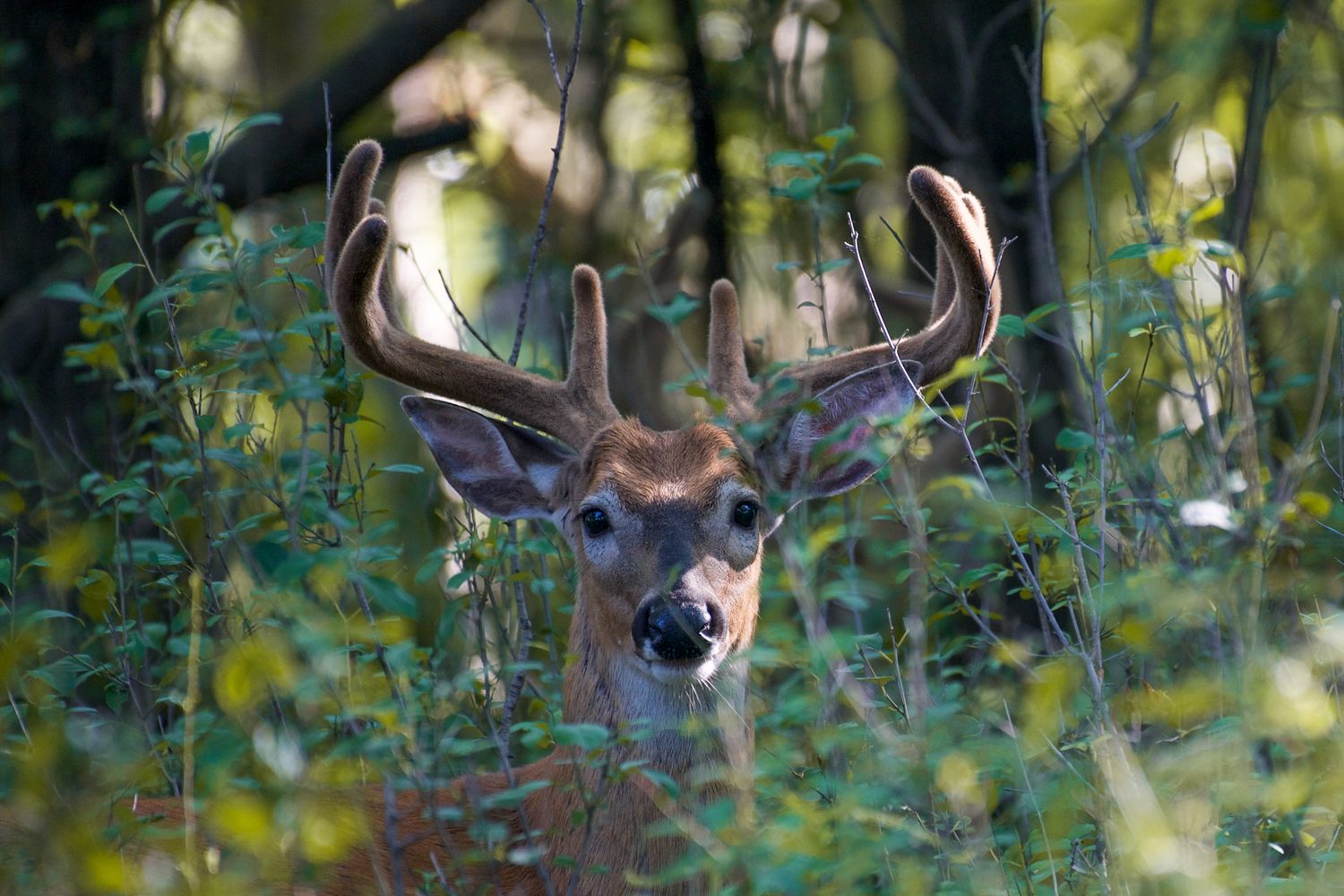 How to Pattern a Mature Buck From Summer Velvet Through the Opener (2026)