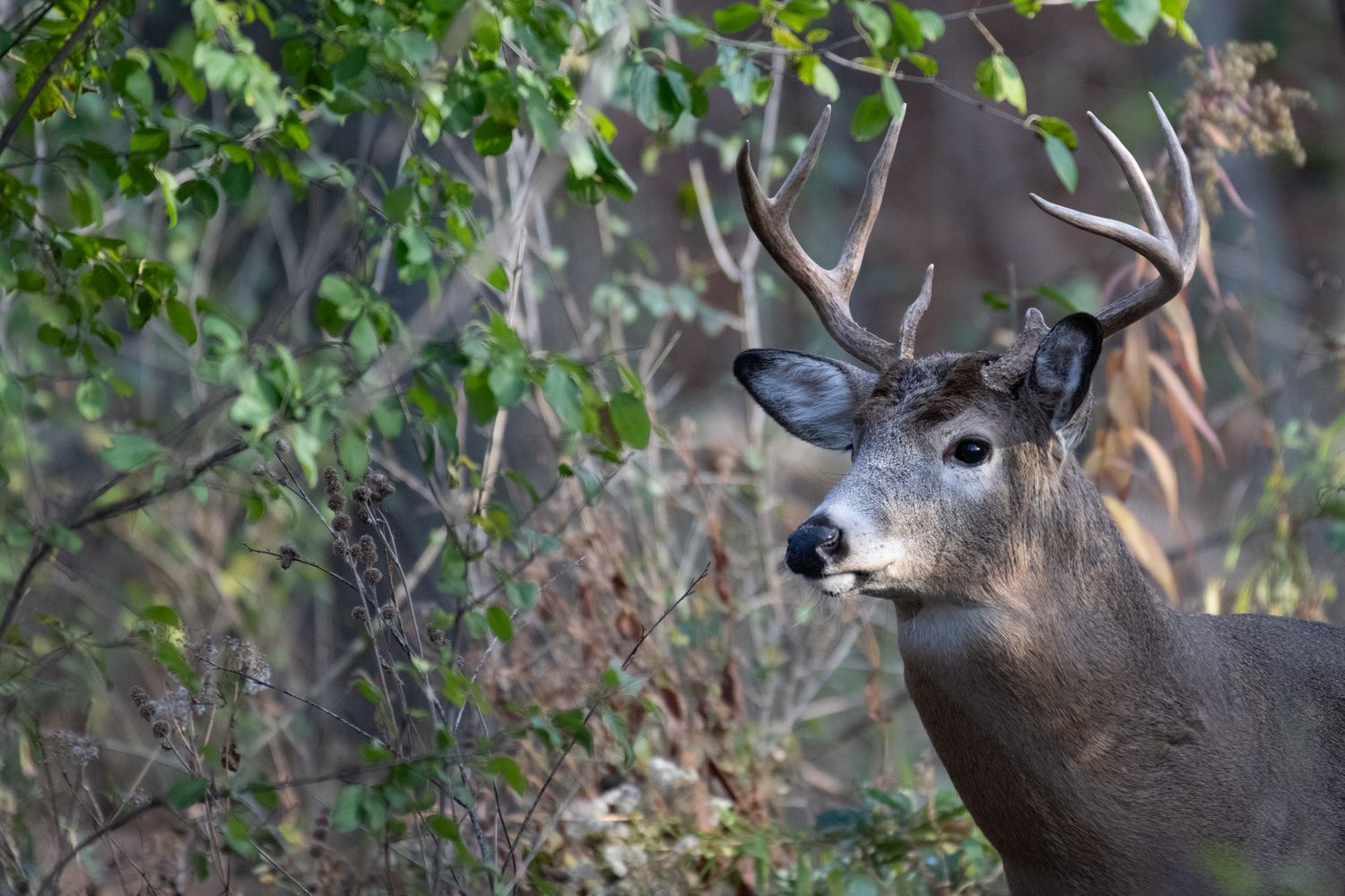 Hunting Leases by the Numbers: 20 data points on what land, access and a season really cost in 2026