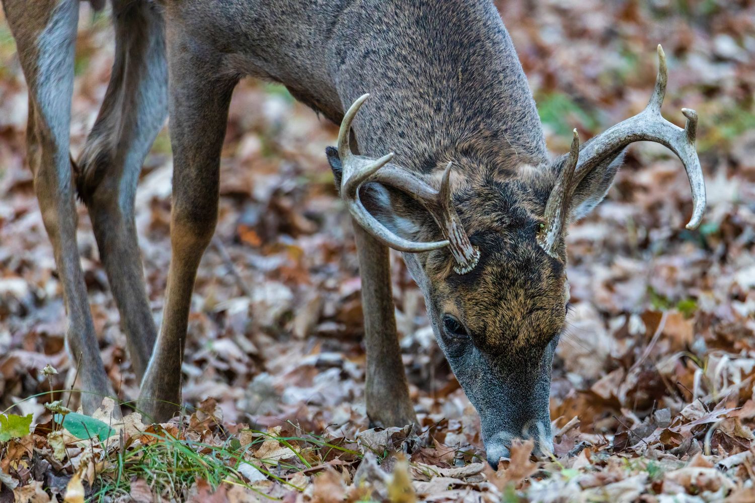 Best Hunting Coolers for 2026: Meat Care from Field to Freezer (A Lease Hunter's Buyer's Guide)
