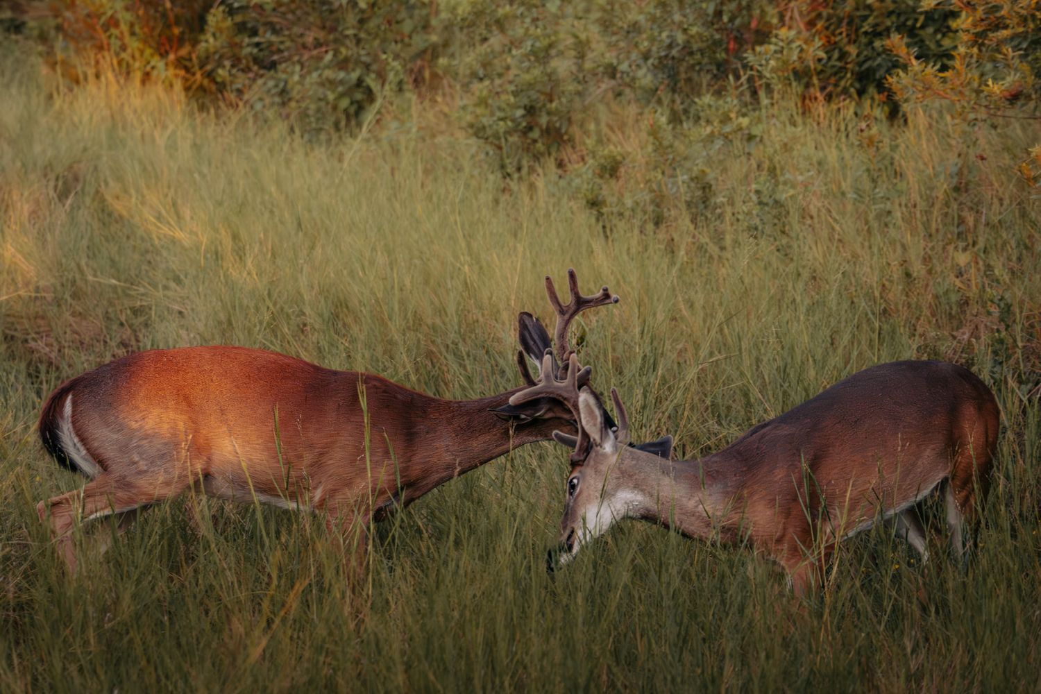 Best Deer Calls for 2026: Grunt Tubes, Bleat Cans & Rattling Systems for the Whitetail Rut