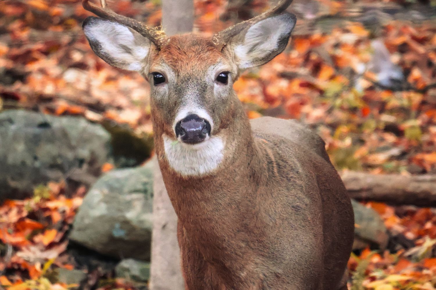 Best Hunting Ear Protection & Electronic Earmuffs for 2026: A Lease Hunter's Buyer's Guide