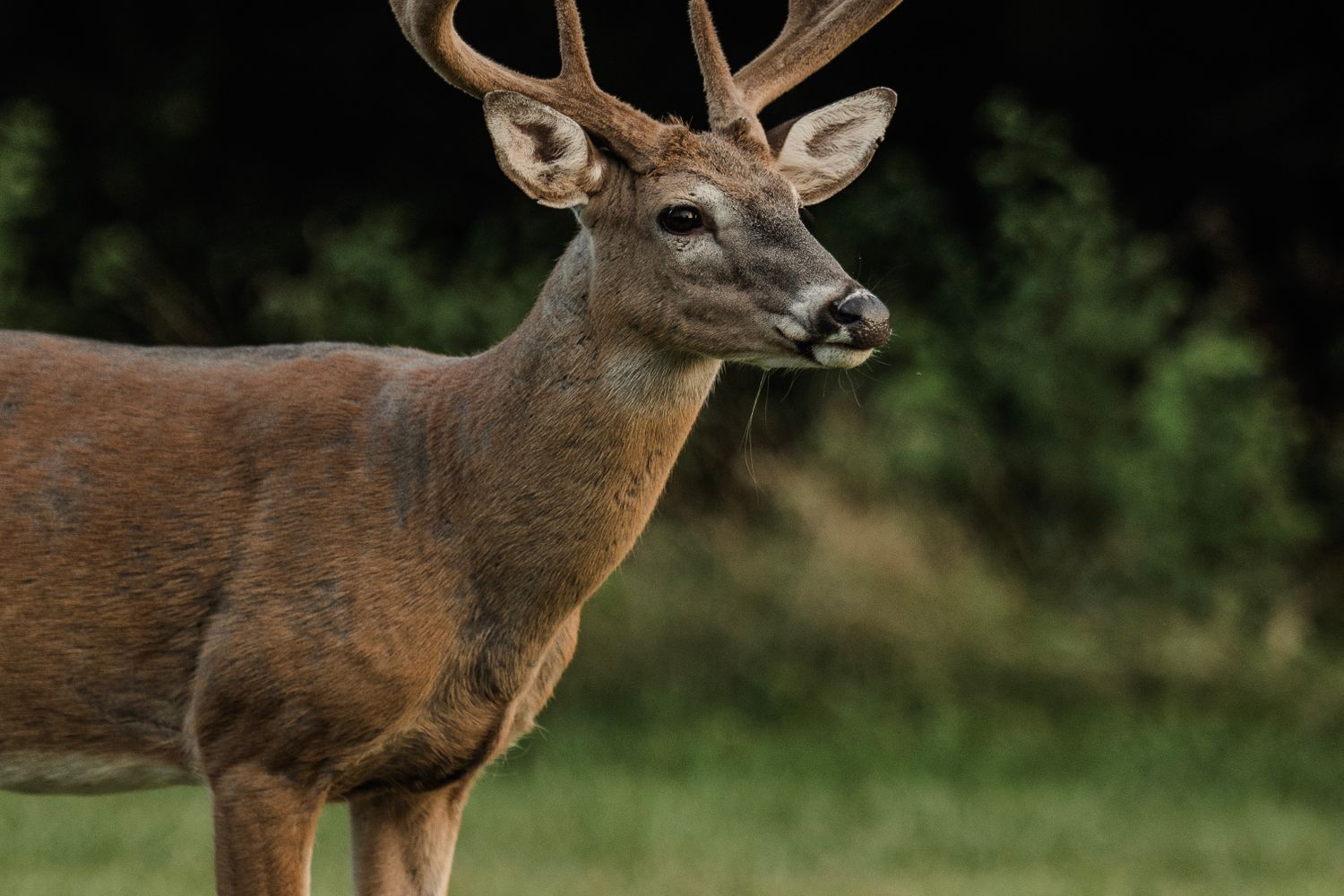 Best Hunting Flashlights & Blood-Tracking Lights for 2026: A Lease Hunter's Buyer's Guide