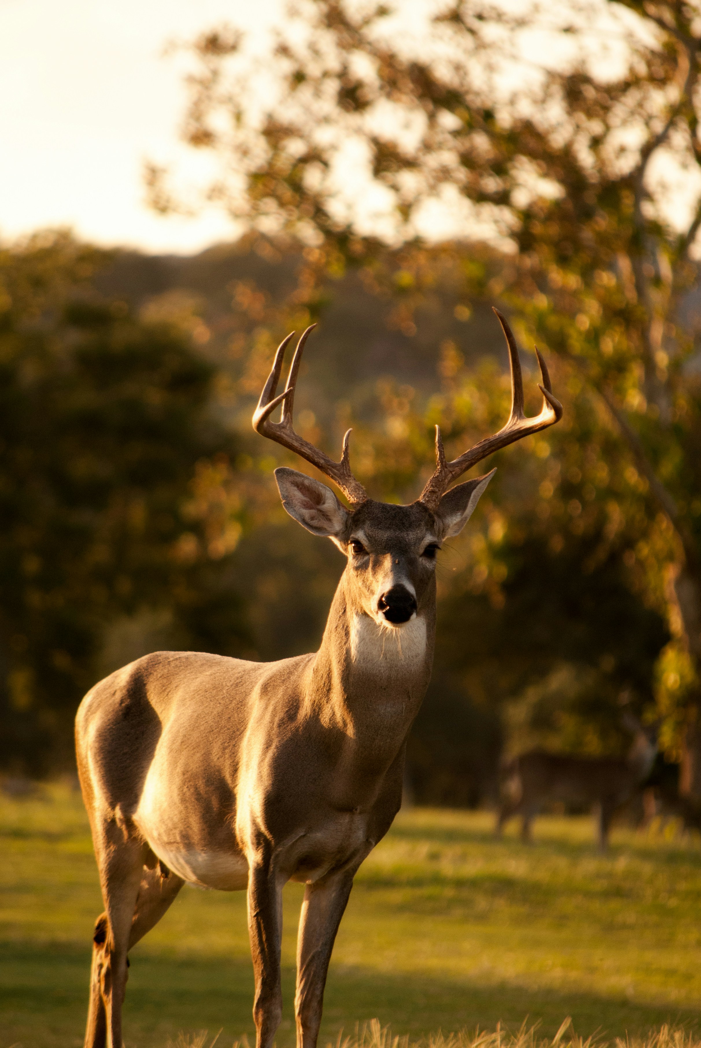 Georgia Hunting Lease Prices 2026 | Complete GA Guide to Rates, Counties & Laws