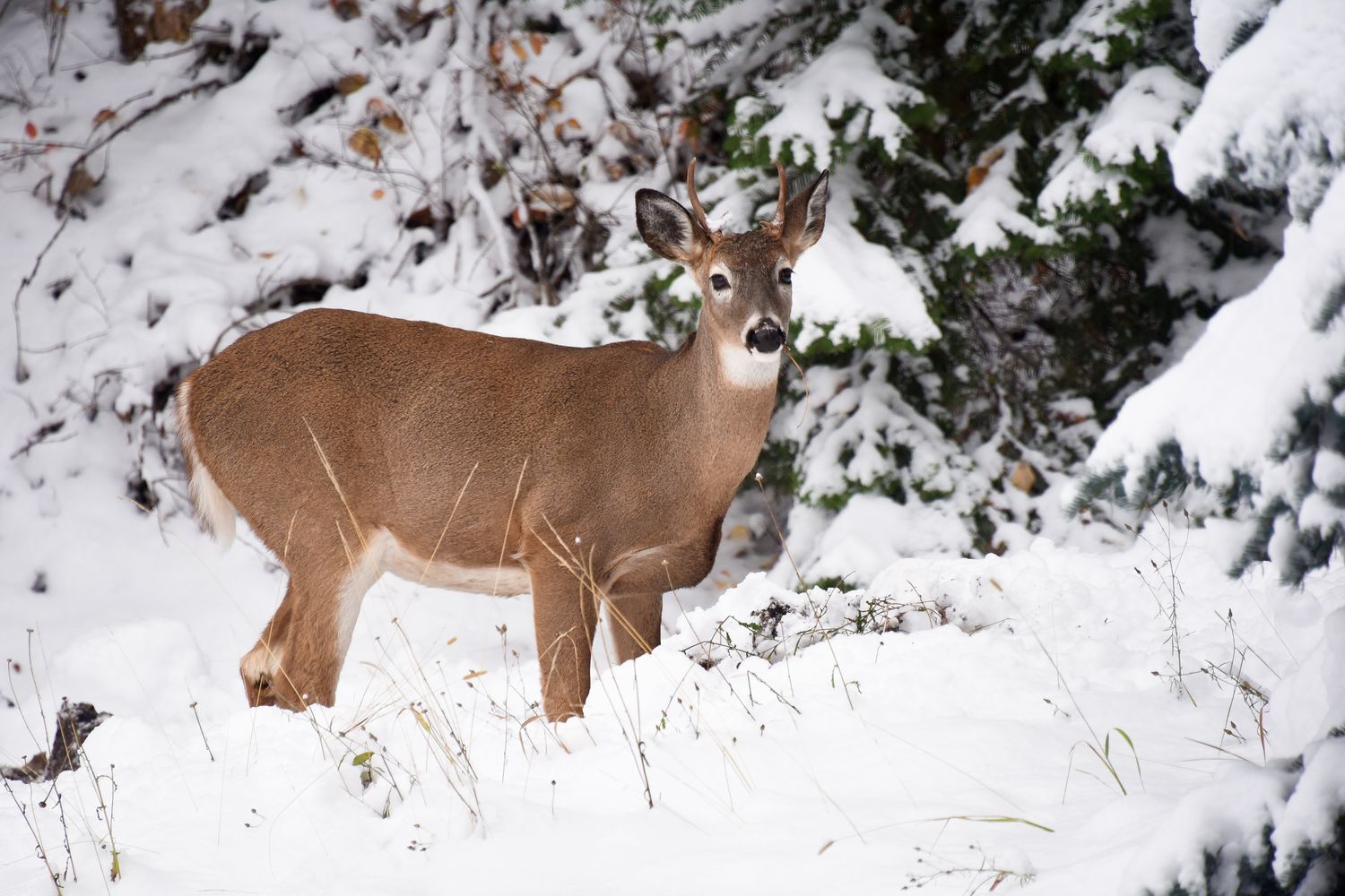 Best Hunting Gloves for 2026: Early, Mid & Late Season Picks for Whitetail Hunters