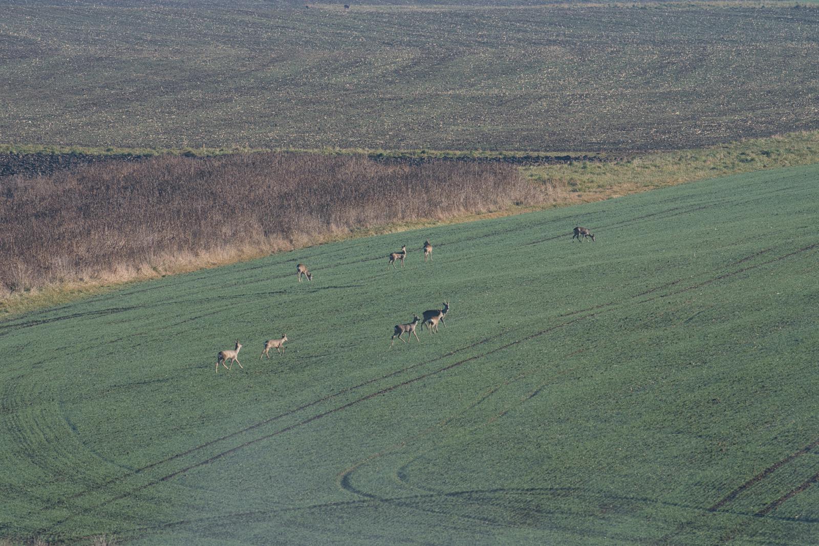 CRP, EQIP & CSP: The Landowner's Guide to Getting Paid for Deer Habitat Work in 2026