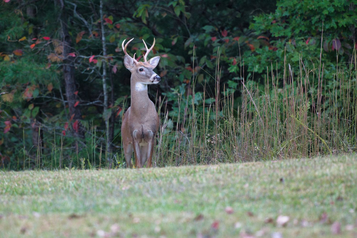 Hunting Lease Prices by Habitat Type: Timber vs. Ag vs. CRP vs. River Bottom (2026)