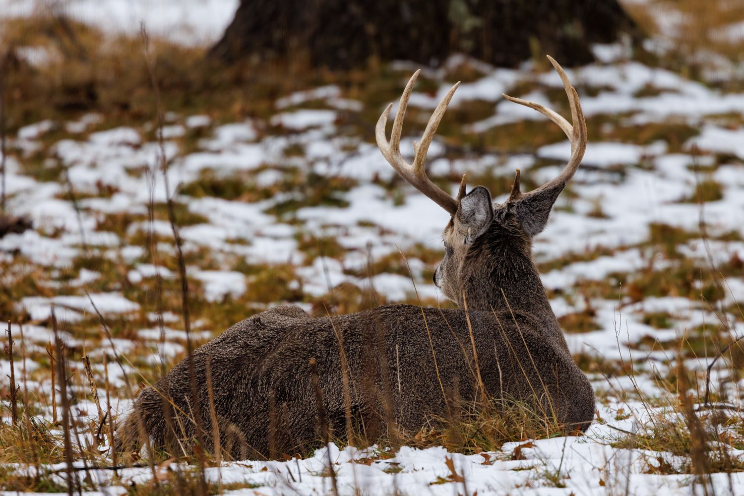 Kansas Hunting Lease Prices 2026 | Complete KS Guide to Rates, Counties & Laws