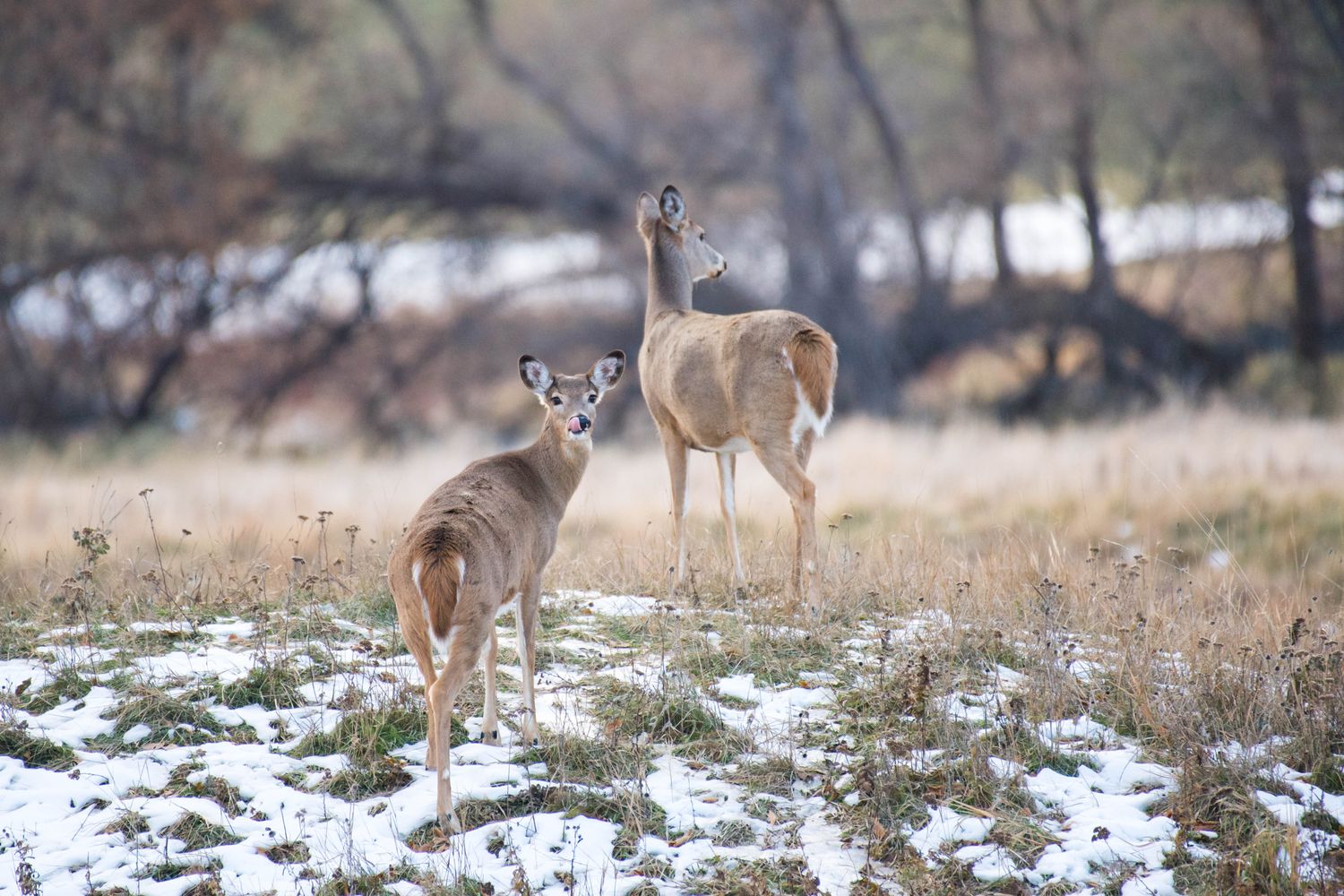 How Much Does It Cost to Join a Hunting Lease in 2026? A First-Timer's FAQ