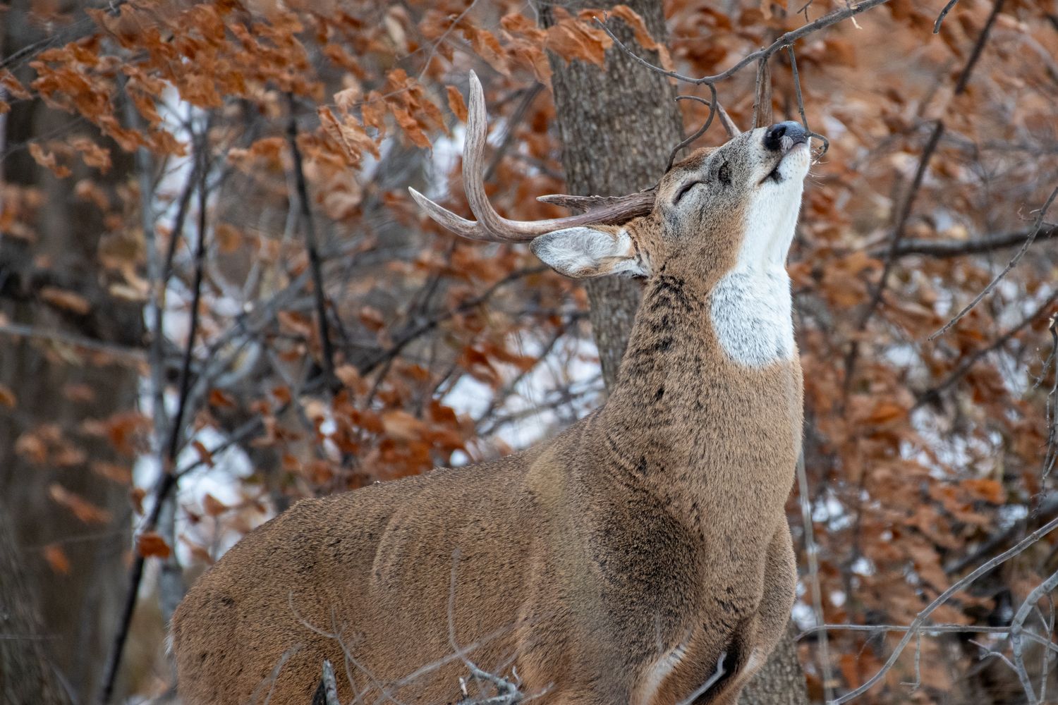Hunting Lease Red Flags: 12 Warning Signs of a Bad (or Fake) Lease Before You Sign (2026)