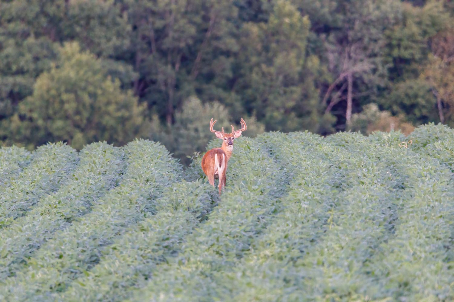 Is Leasing Ruining Hunting? An Honest Take on the Private-Land Access Debate (2026)