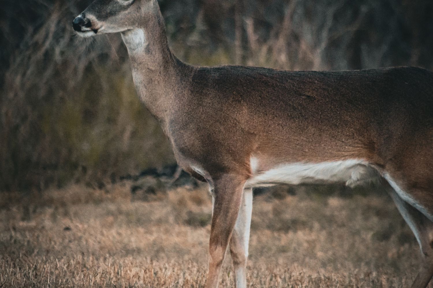How I Lost My Best Hunting Lease — and What It Taught Me About Locking Down the Next One (2026)