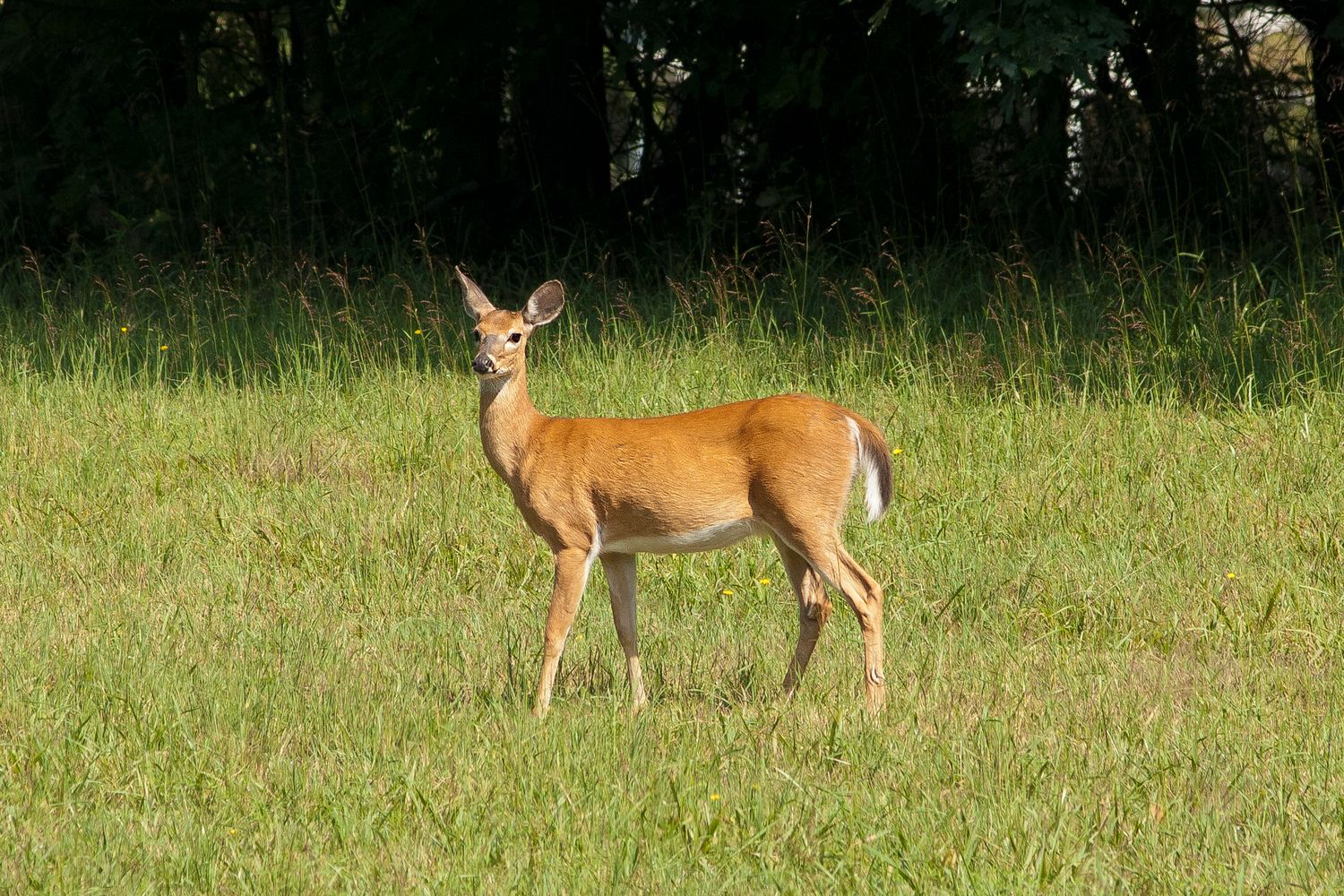 Mississippi Hunting Lease Prices 2026 | Complete MS Guide to Rates, Counties & Laws