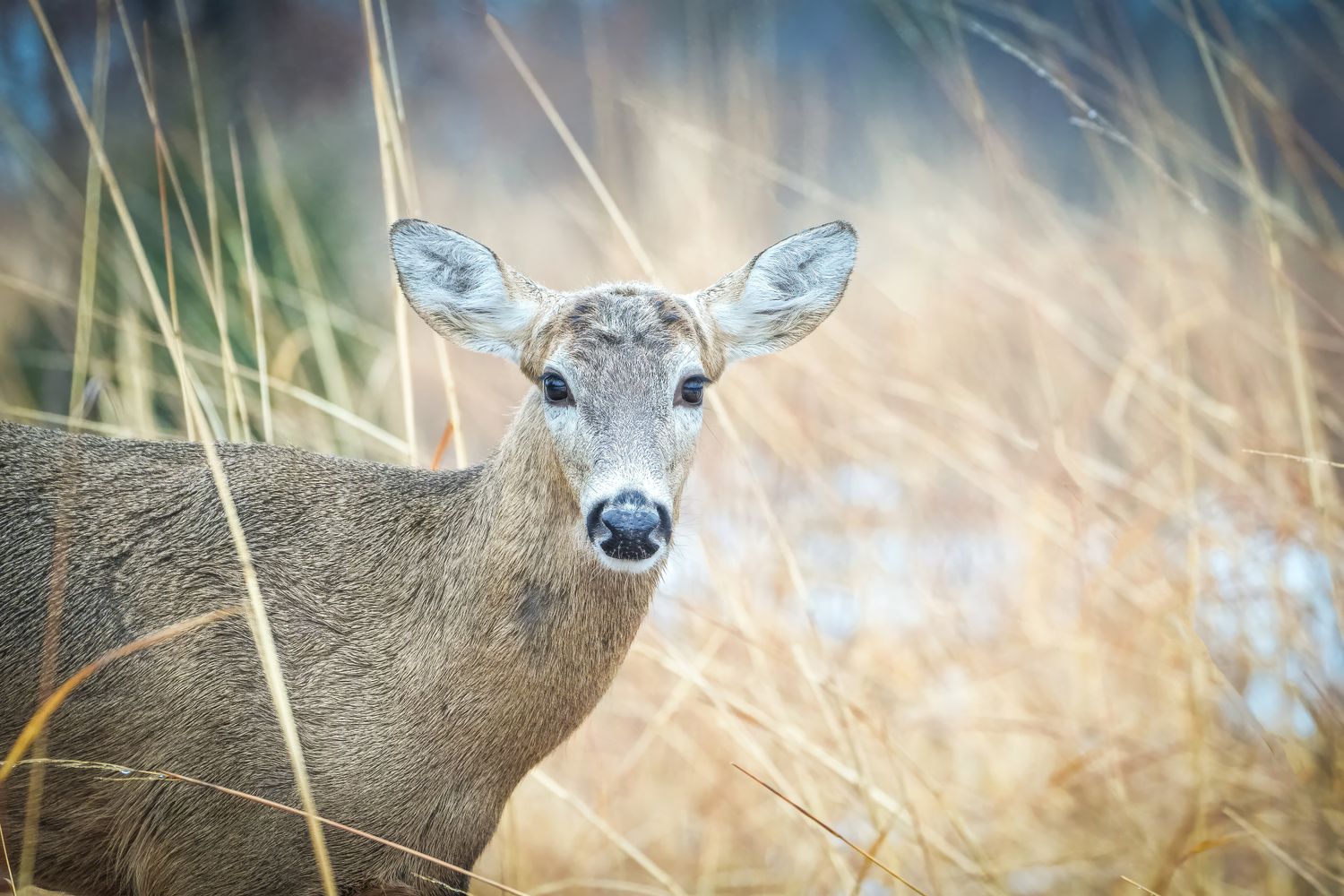 Missouri Hunting Lease Prices 2026 | Complete MO Guide to Rates, Counties & Laws