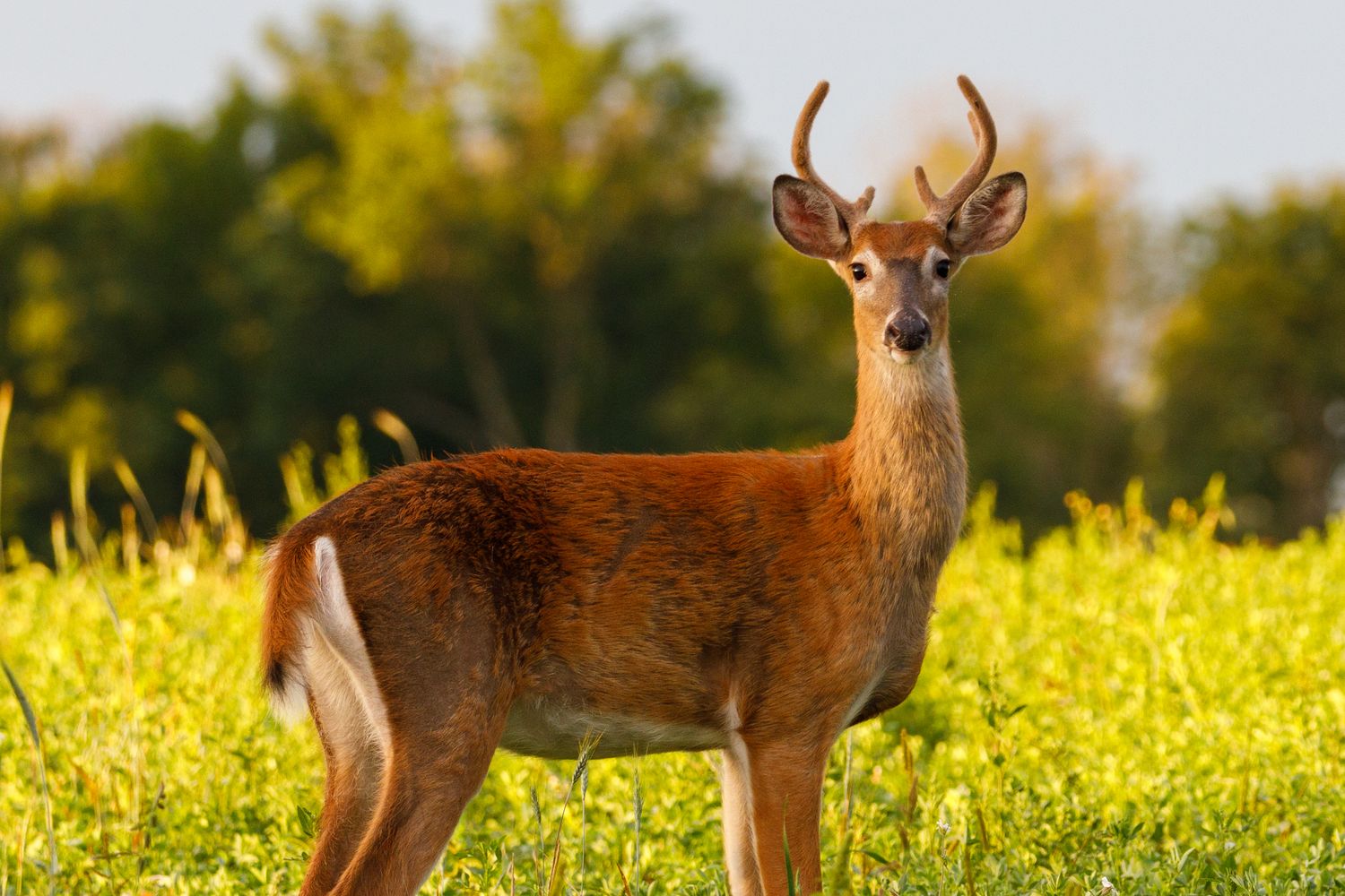8 Hunting Lease Myths That Cost Hunters and Landowners Money (2026)