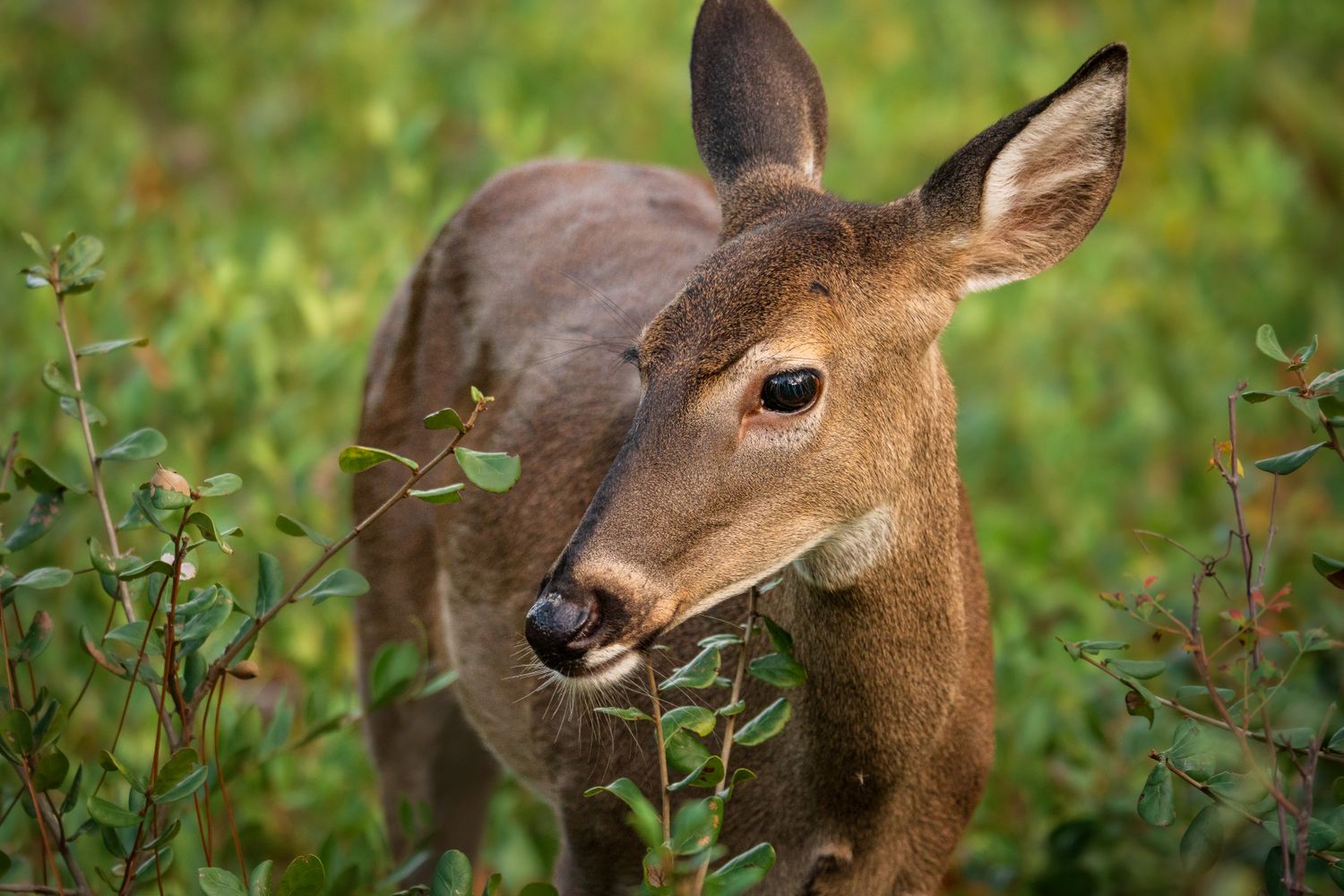 North Carolina Hunting Lease Prices 2026 | Complete NC Guide to Rates, Counties & Laws
