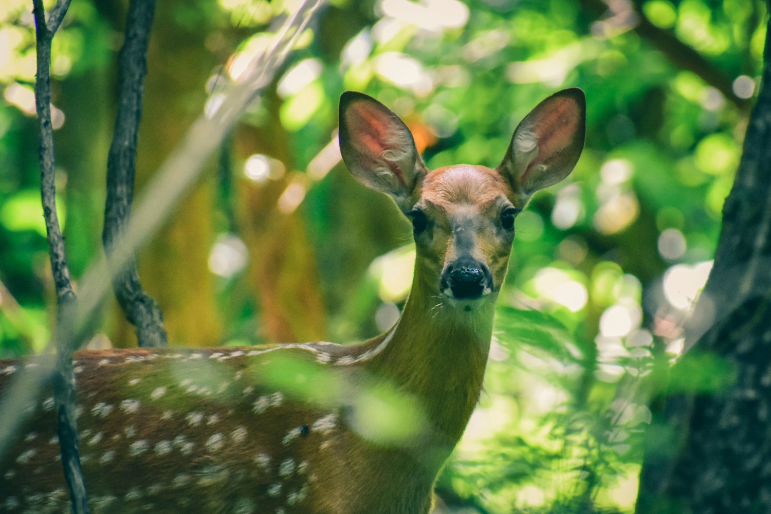 How to Negotiate a Hunting Lease Price in 2026: A Fair-Deal Playbook for Hunters and Landowners