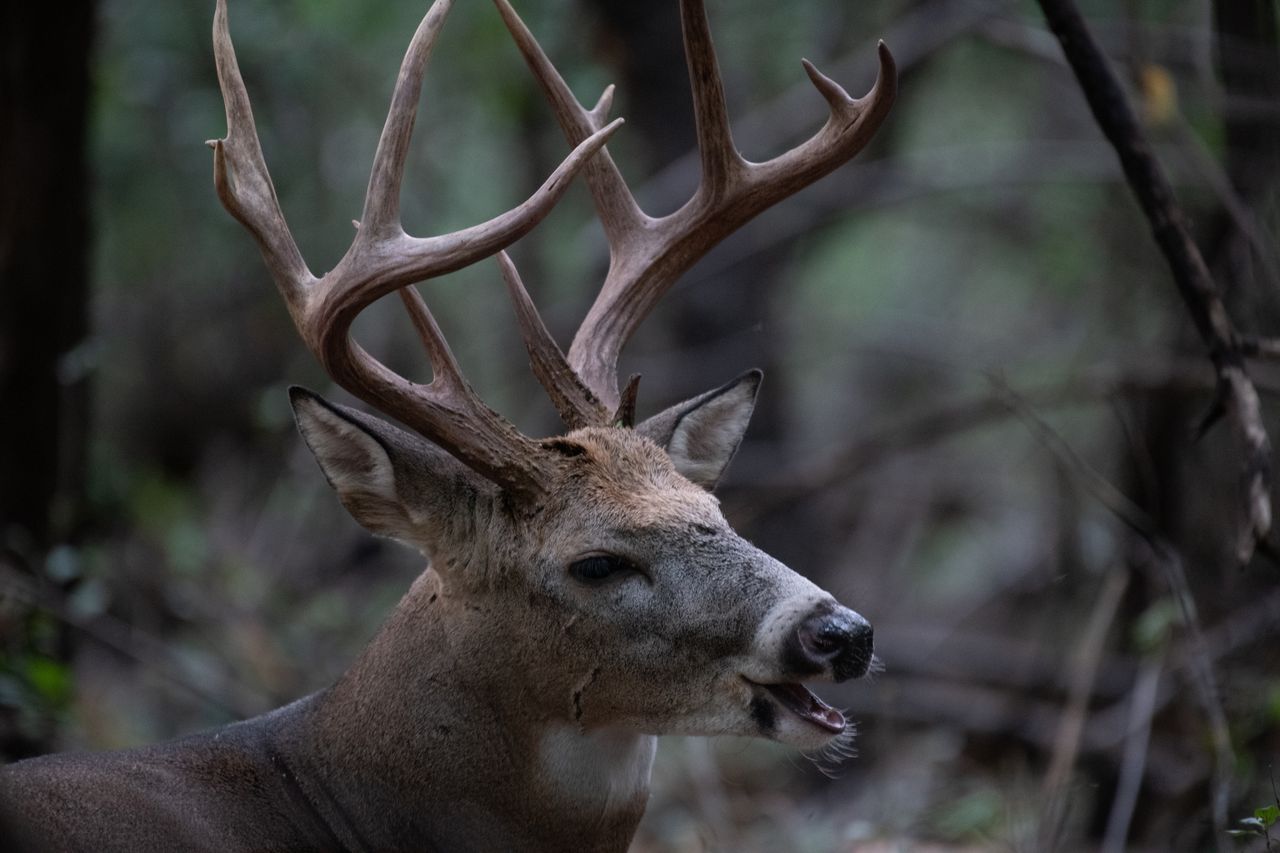 12 Deer Hunting Mistakes That Quietly Burn a New Lease Season (2026)