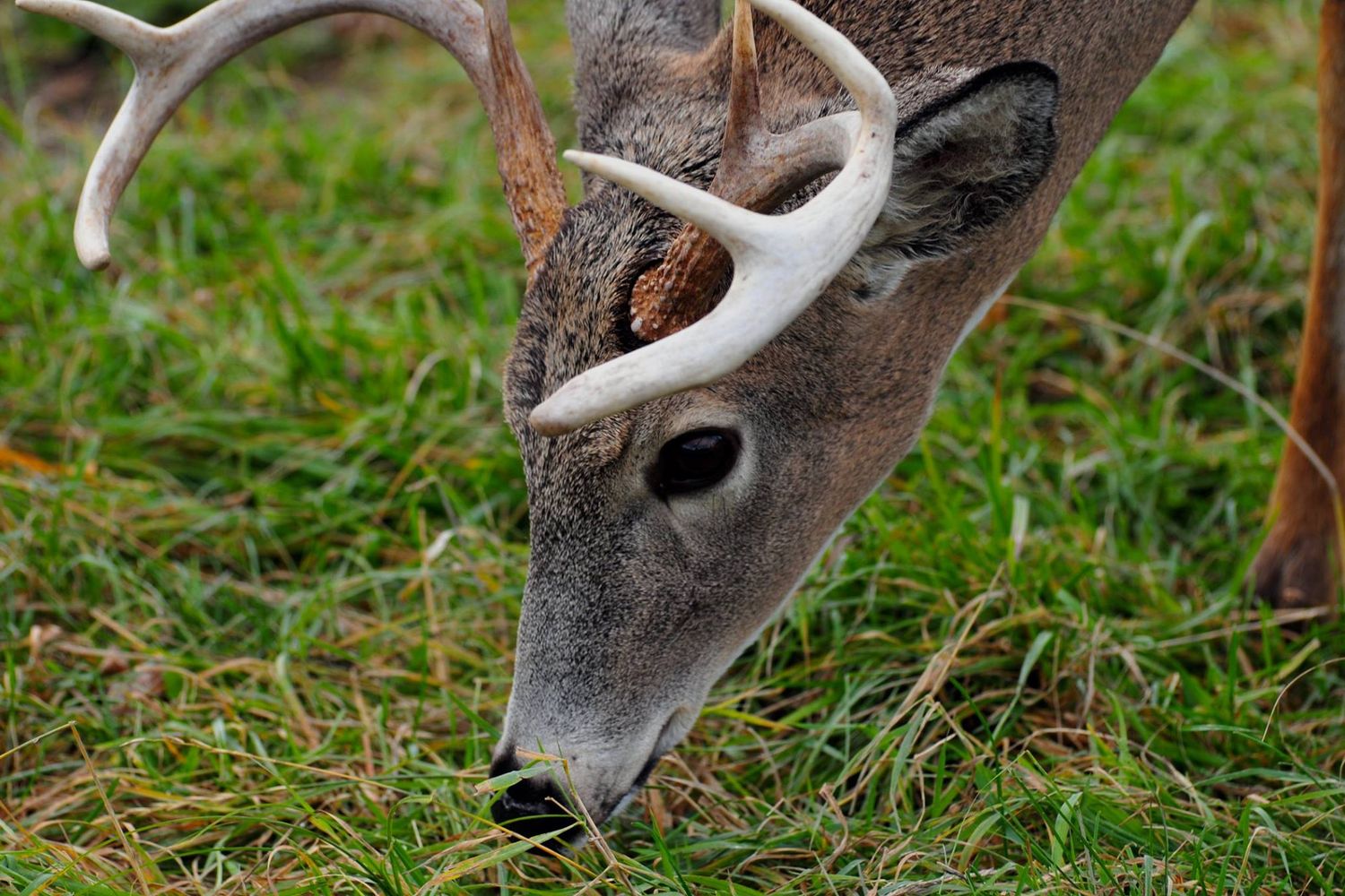Is This Hunting Lease Overpriced? 6 Ways to Sanity-Check the Asking Price (2026)