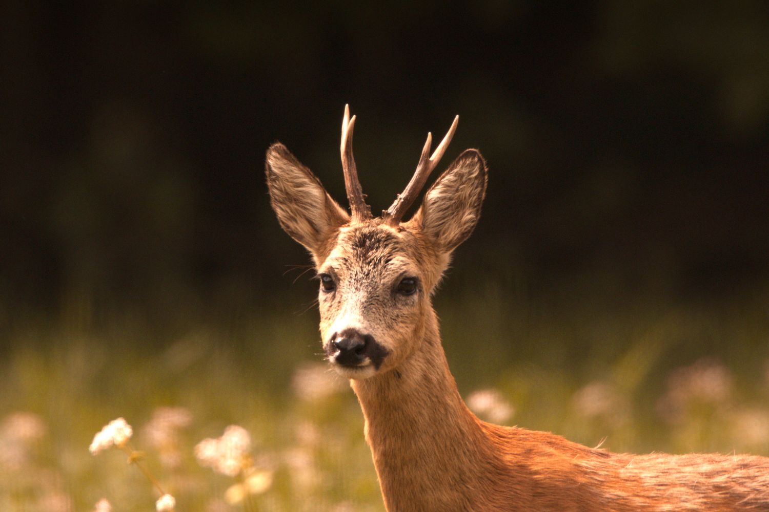 The 2026 Pre-Season Hunting Lease Checklist: 40 Things to Do Before Opening Day