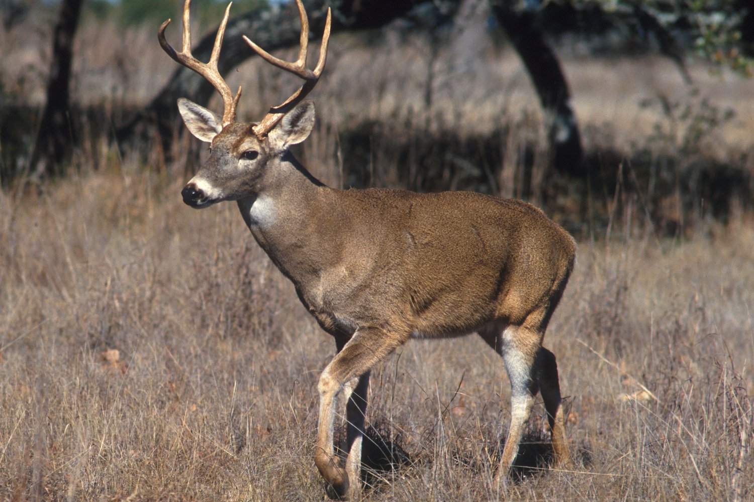 Best rifle scopes for deer hunting 2026 — a lease hunter's buyer's guide