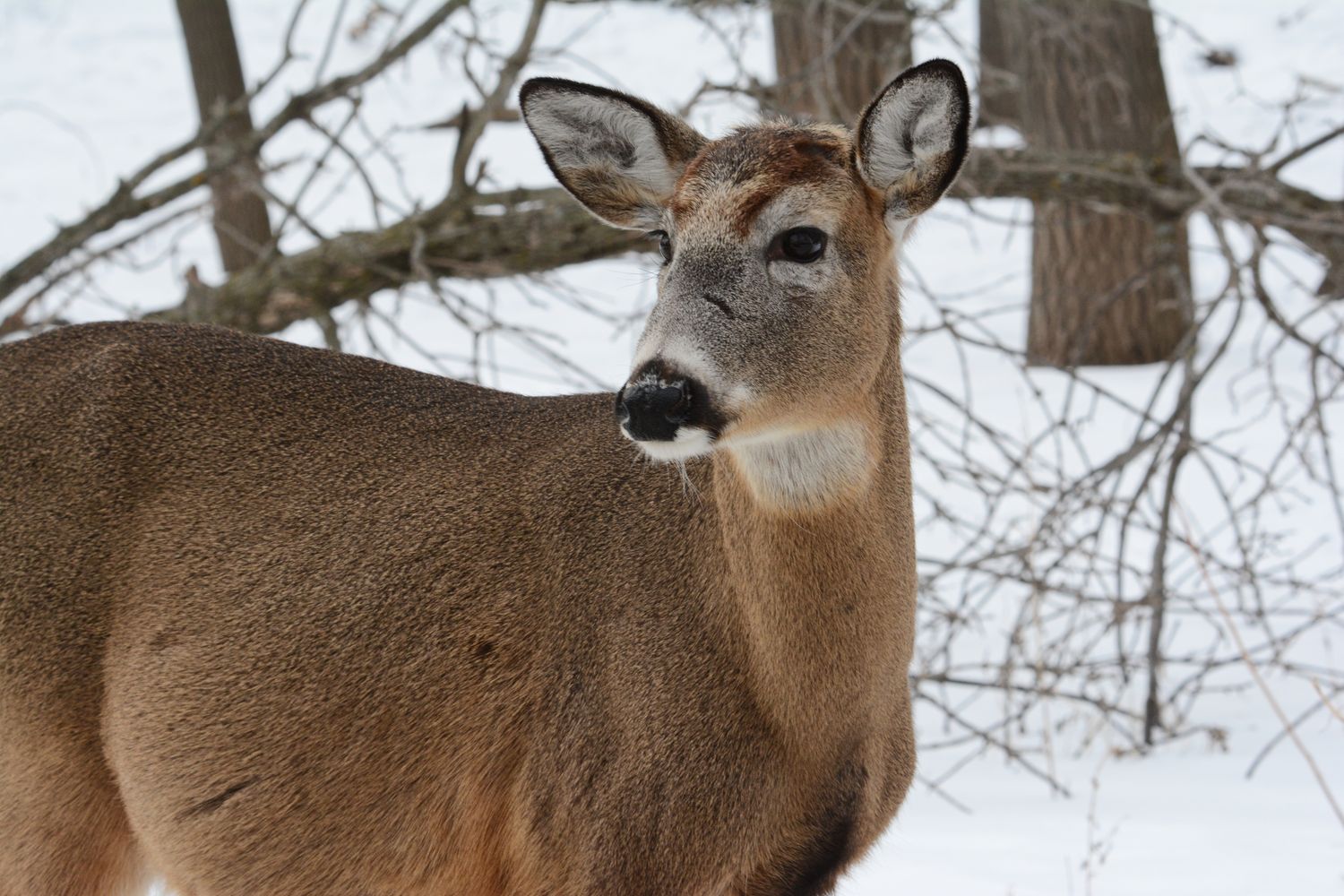 Best Scent Control Gear for 2026: Sprays, Soaps, Cover Scents & Storage to Beat a Whitetail's Nose