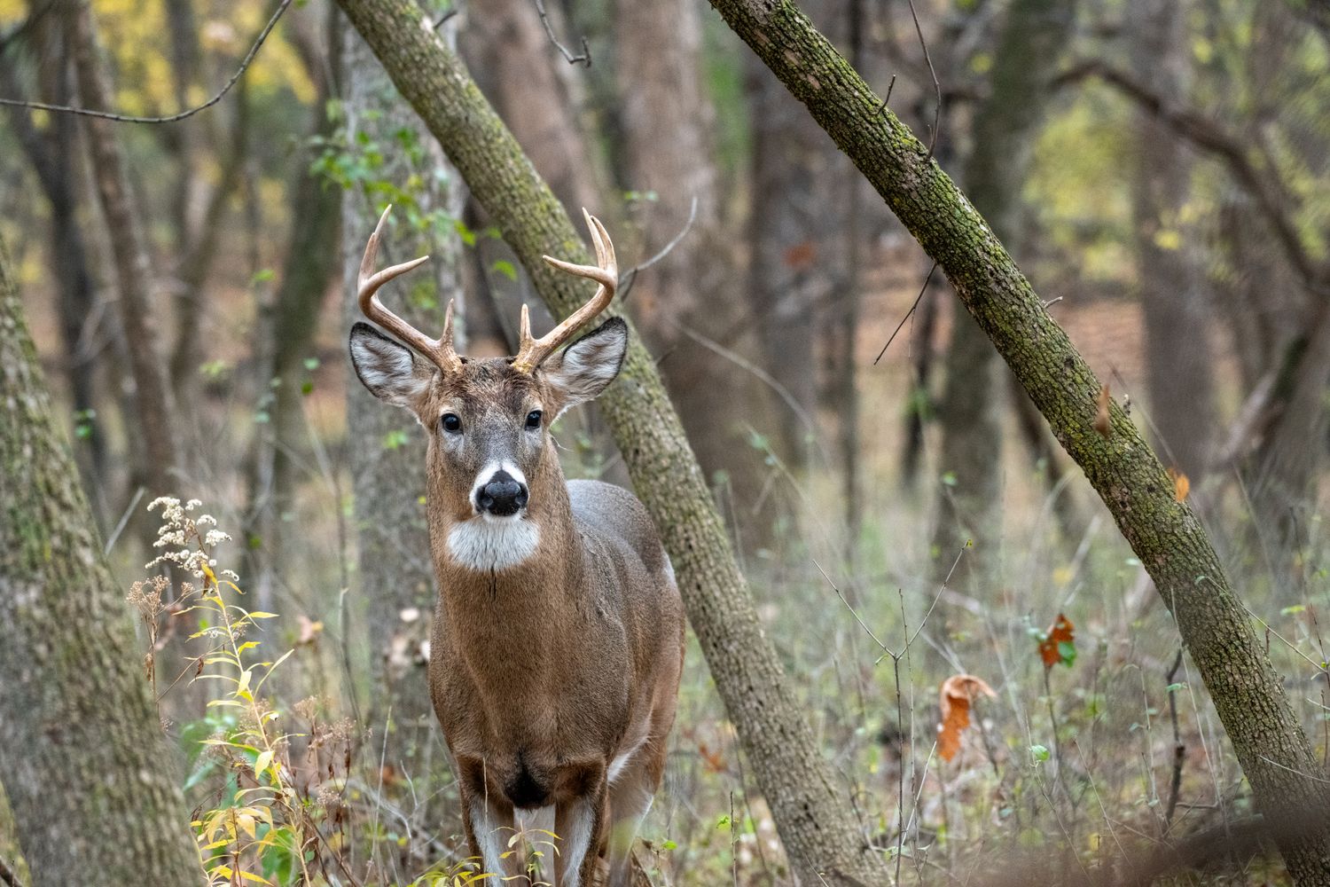 Best shooting rests, bipods and tripods for sighting in 2026 — a mature whitetail buck in autumn timber