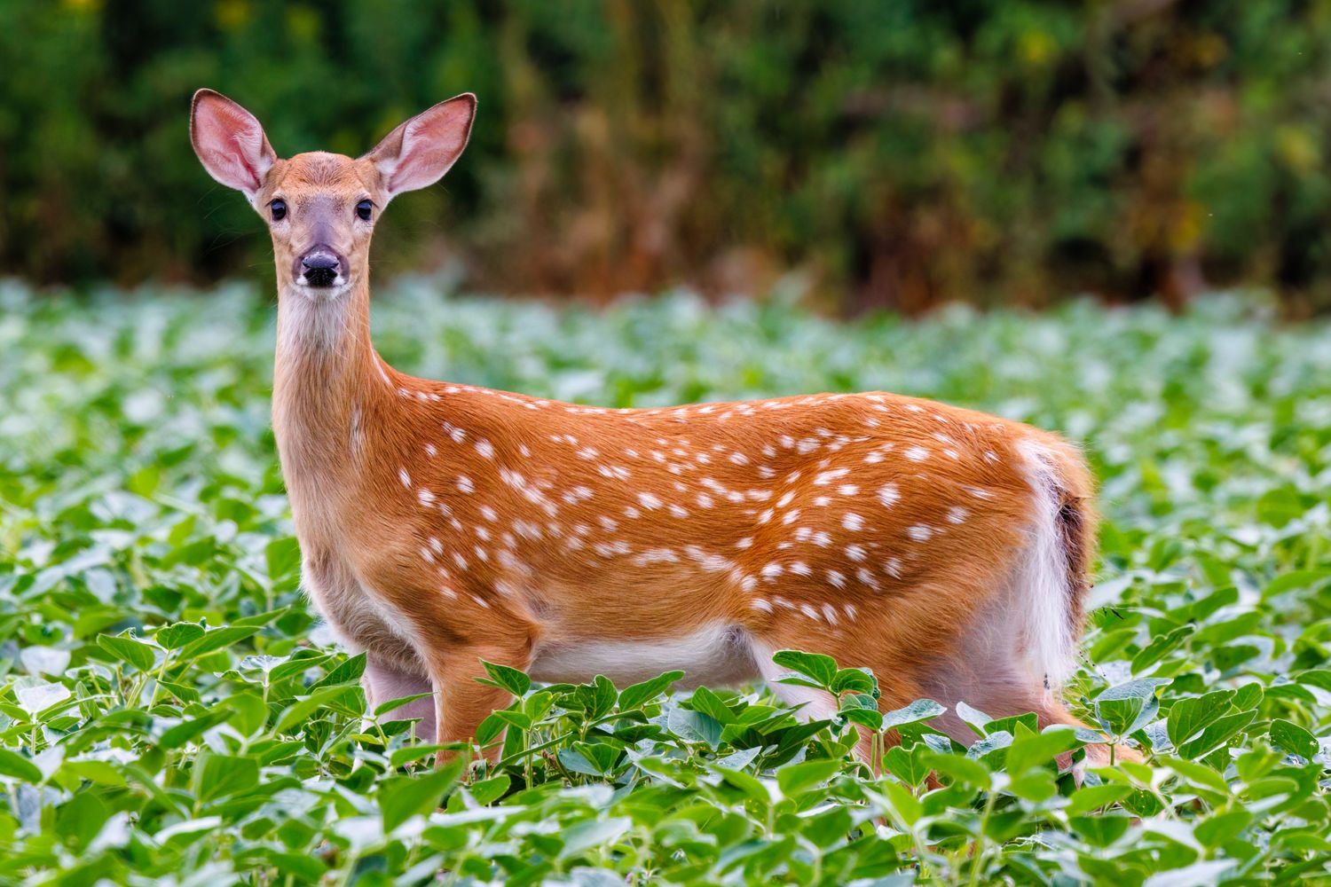 South Carolina Hunting Lease Prices 2026 | Complete SC Guide to Rates, Game Zones & Laws