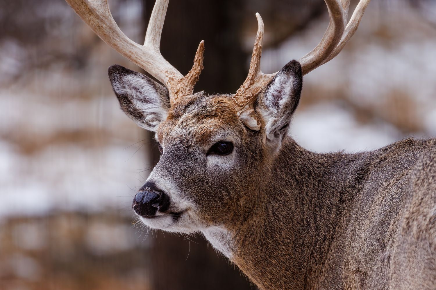 State-by-State Hunting Lease Prices 2026: A Region-by-Region Cost Comparison