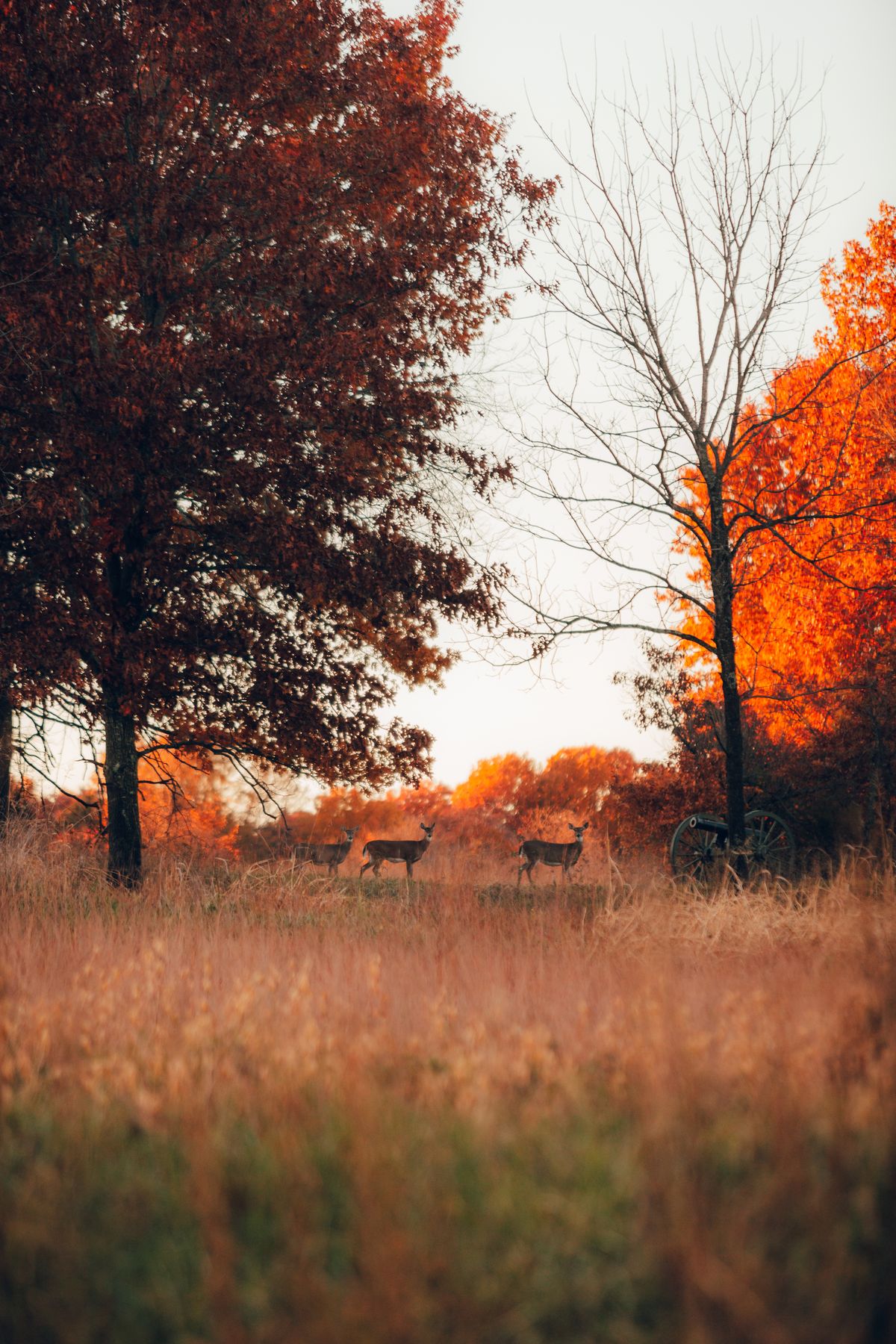 How to Scout a New Hunting Lease This Summer: A Step-by-Step Off-Season Game Plan (2026)