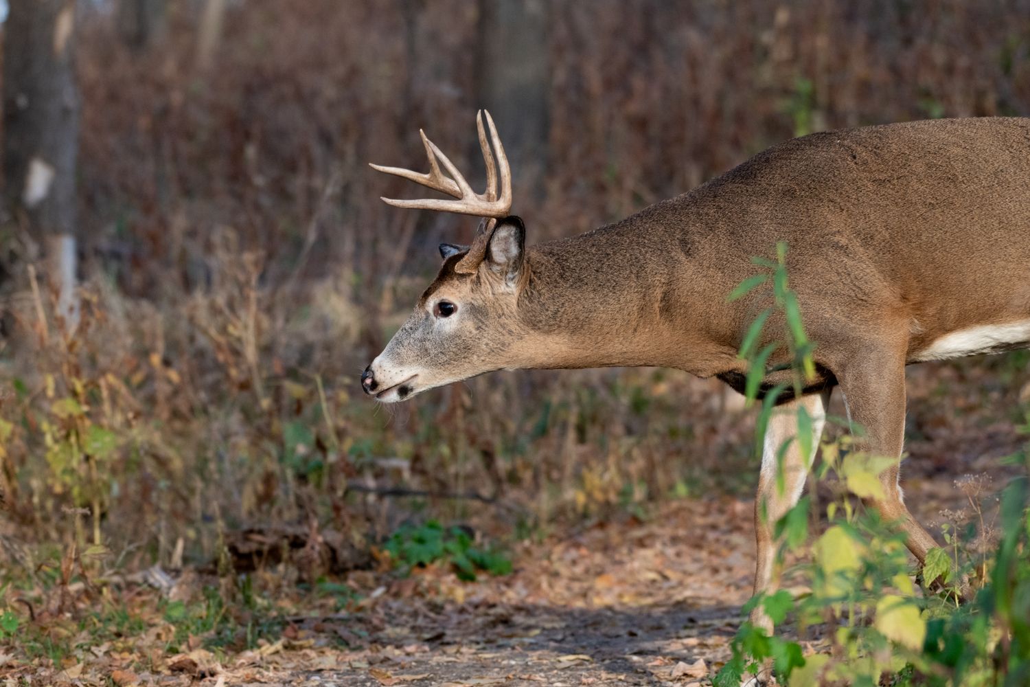Tennessee Hunting Lease Prices 2026 | Complete TN Guide to Rates, Counties & Laws