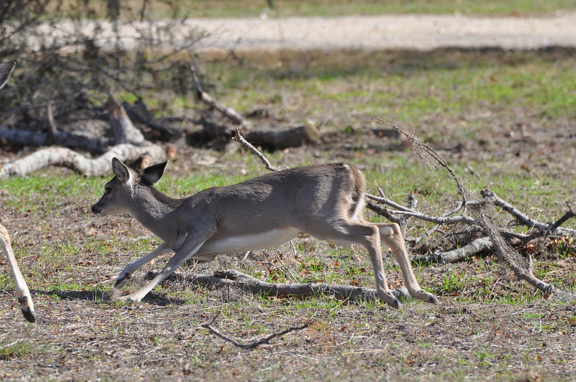 Texas hunting lease whitetail deer in brush country — 2026 lease pricing guide