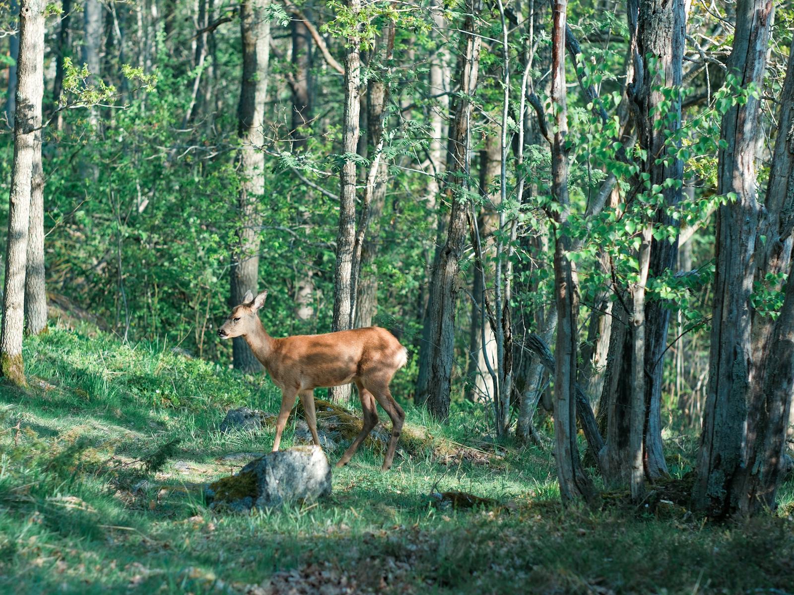 Stand Placement and Prevailing Winds: A Region-by-Region Wind Strategy Guide for Whitetail Hunters