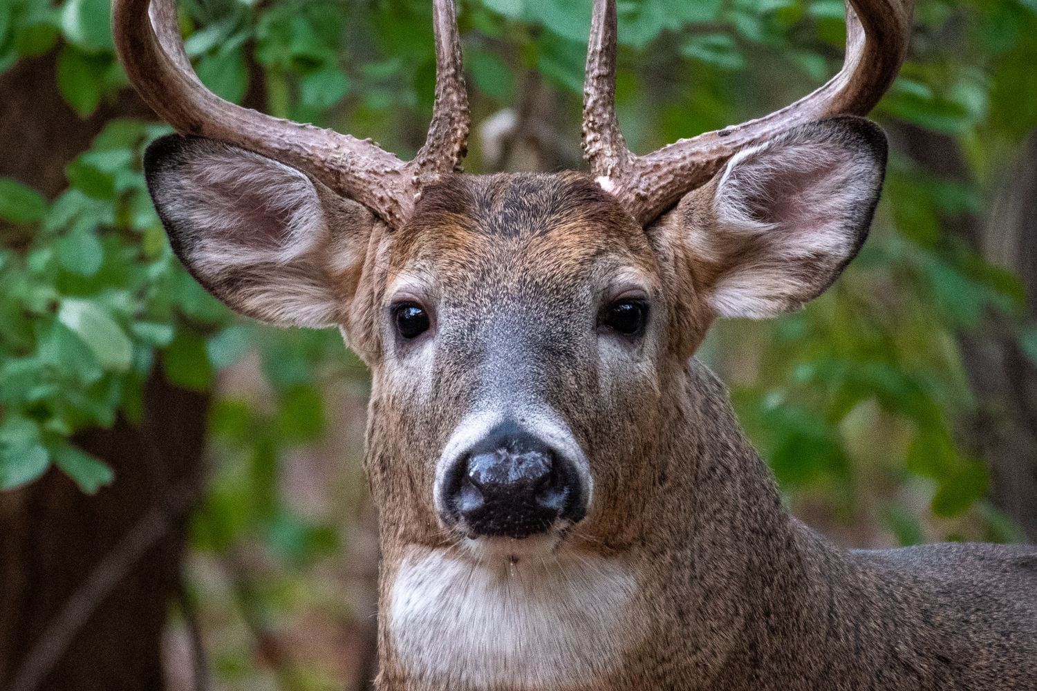 Iowa Hunting Lease Prices 2026 — Complete IA Guide to Rates, Counties & Laws