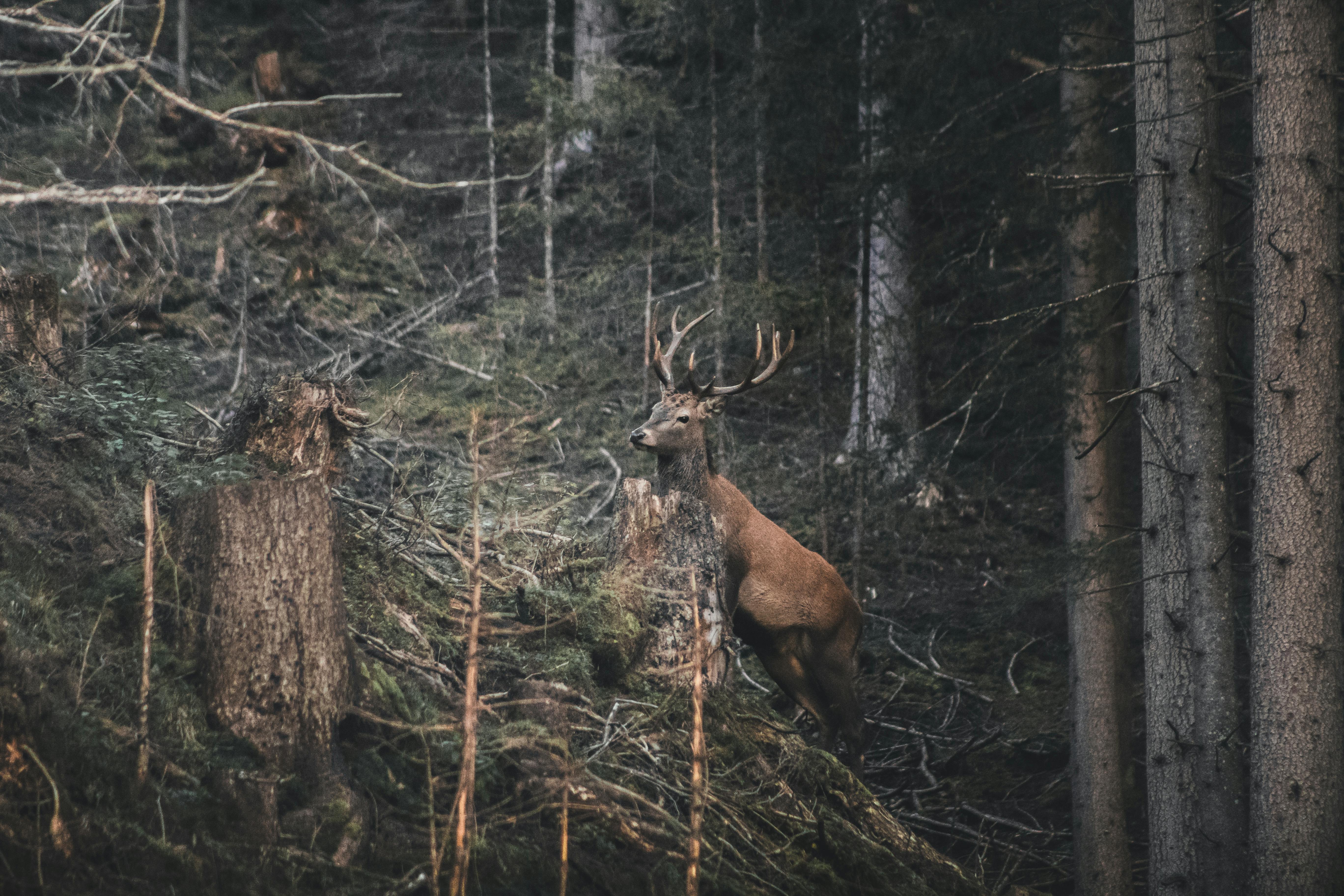 West Virginia Hunting Leases 2025: Complete Guide to Prices, Regions & Laws