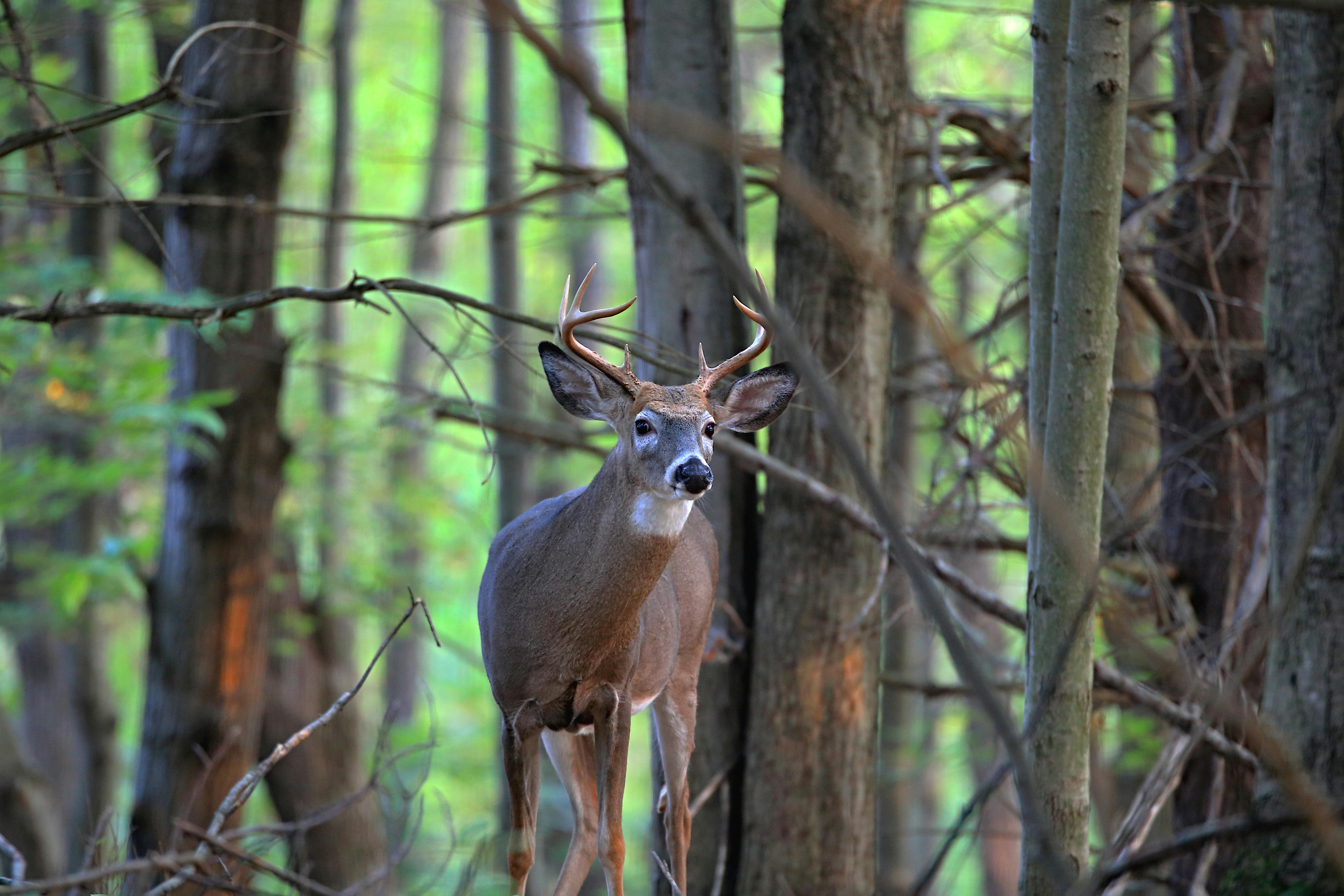 Deer standing in a forest looking up