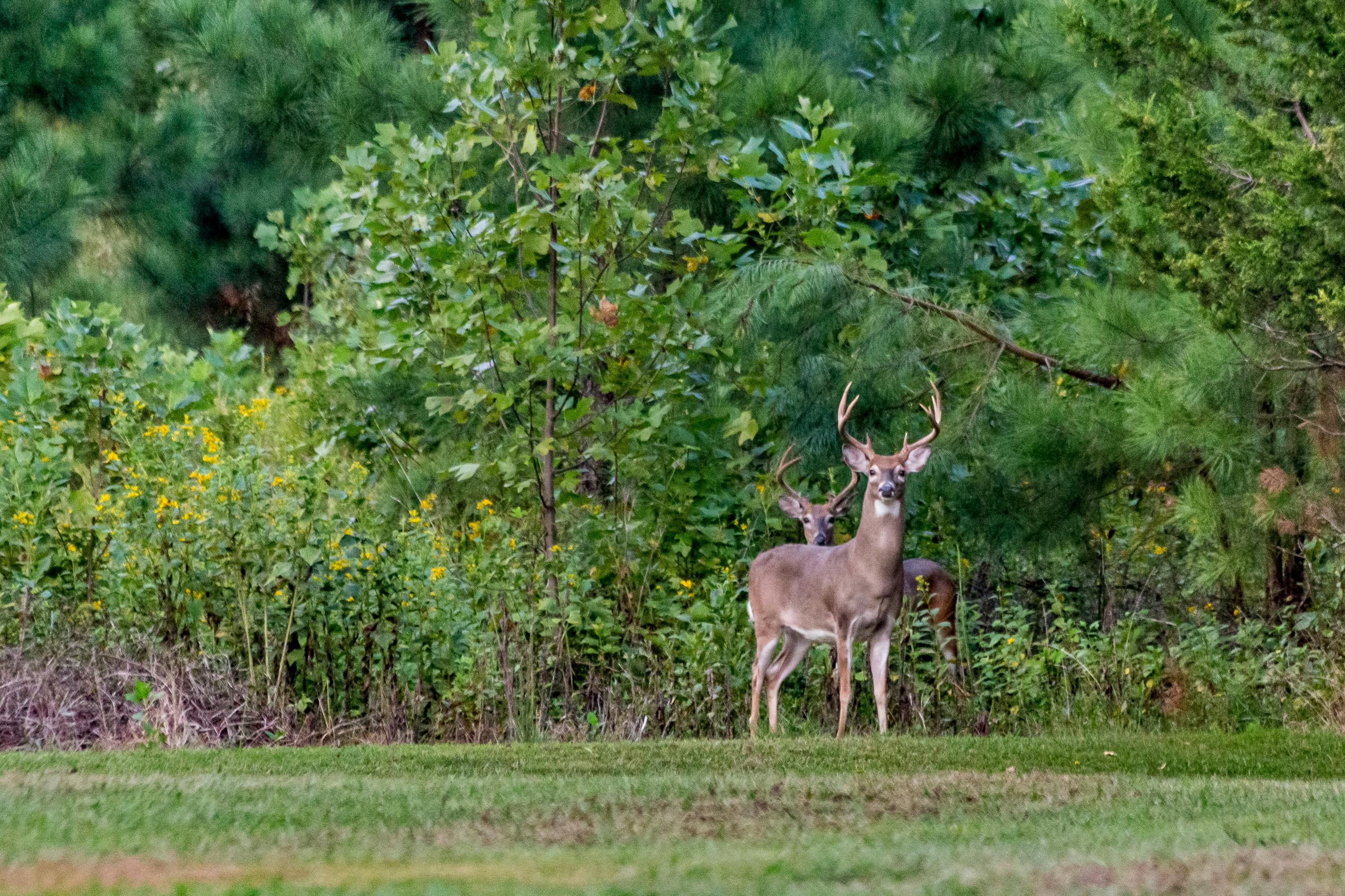 Deer (Buck) standing in pennsylvania field