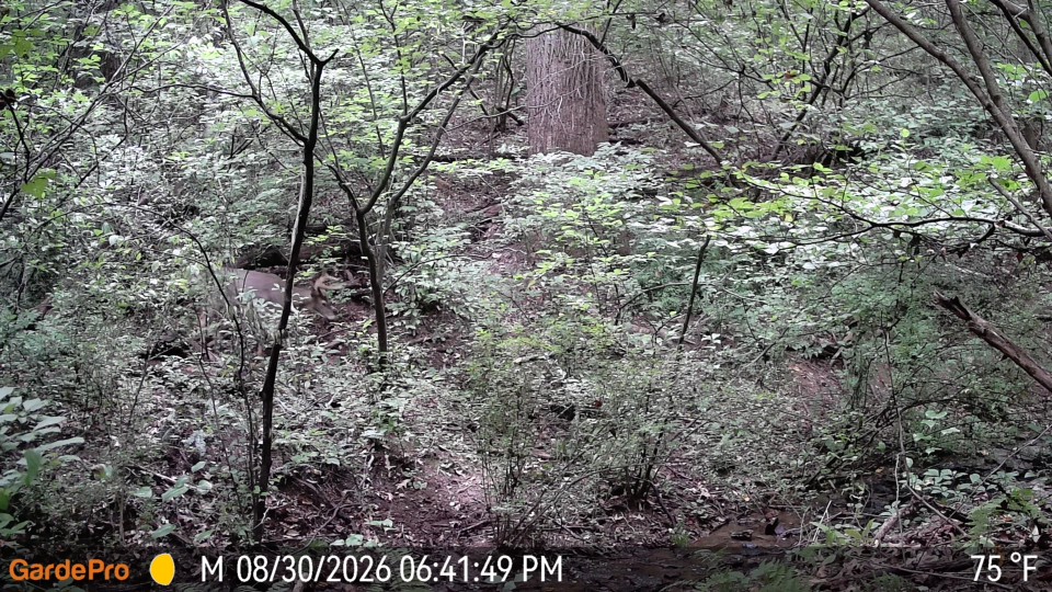 Trail cam photo showing creek beed with Buck walking through forage