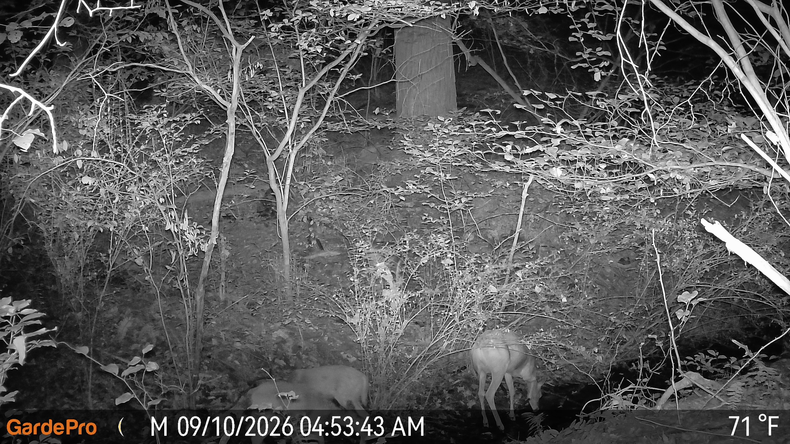 IR Photo showing 3 deer standing on the creek bed