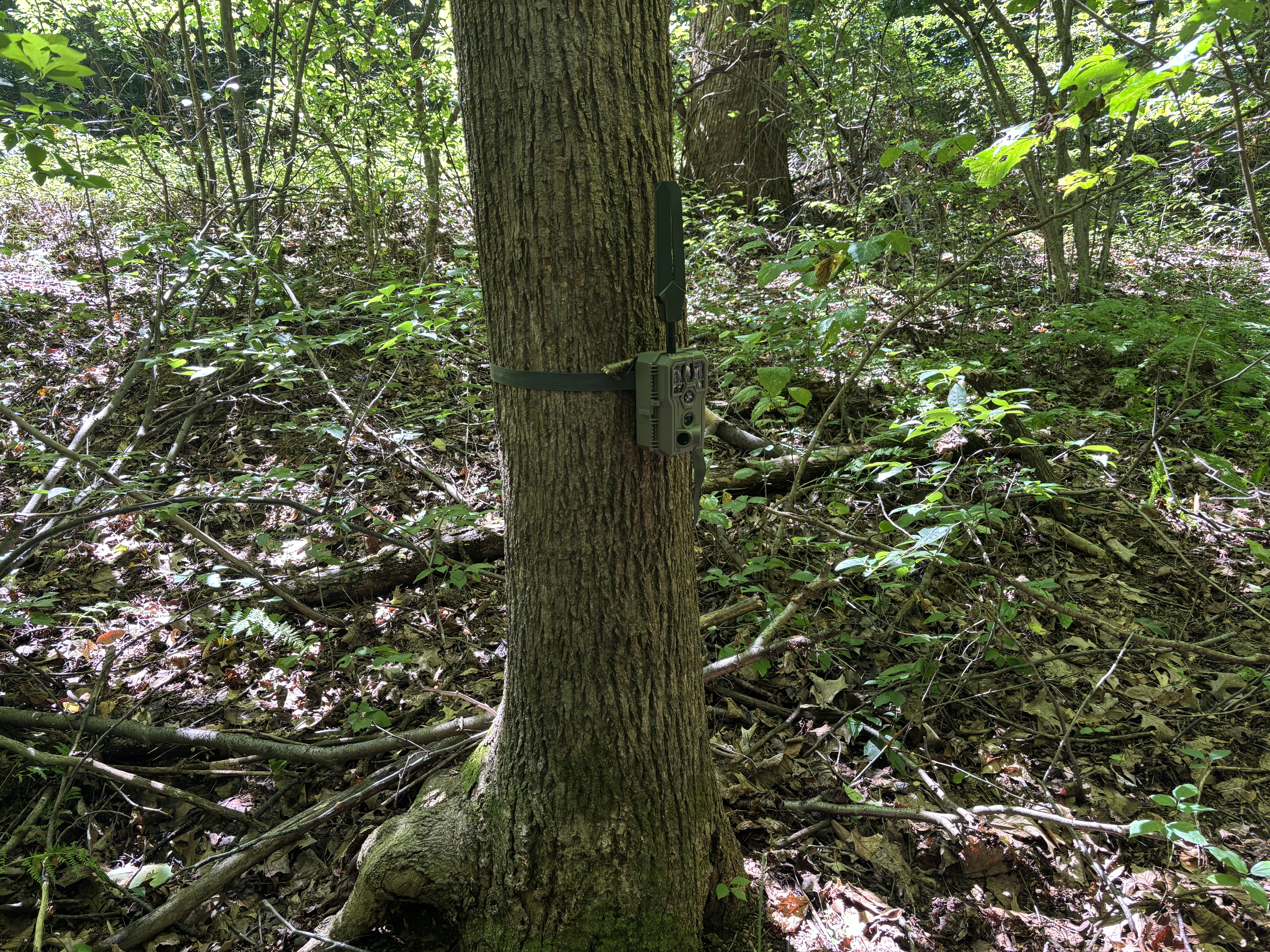 Wide view of the creek crossing test location with heavy brush, deadfall and leaf litter