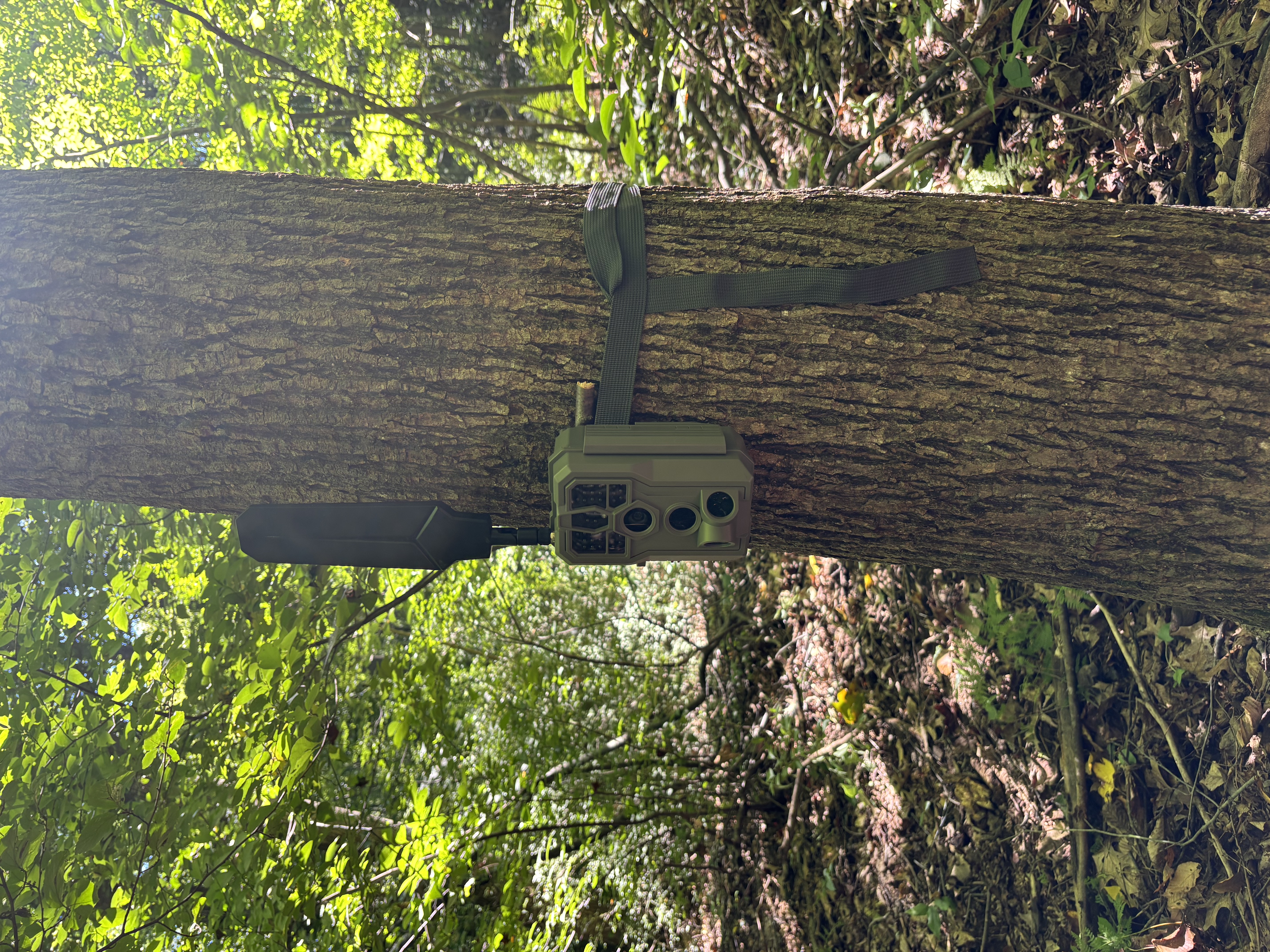 GardePro X66 cellular trail camera strapped to a tree at a creek crossing, antenna upright