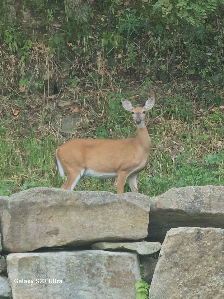 Prime hunting lease in Murreysville