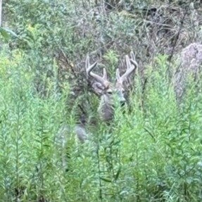 Beautiful 354 acre Prime hunting property in Greene County PA with hills, valleys, streams, woods, small fields, food plots