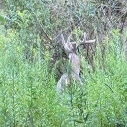 Beautiful 354 acre Prime hunting property in Greene County PA with hills, valleys, streams, woods, small fields, food plots