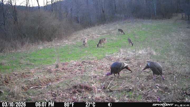 Beautiful 354 acre Prime hunting property in Greene County PA with hills, valleys, streams, woods, small fields, food plots